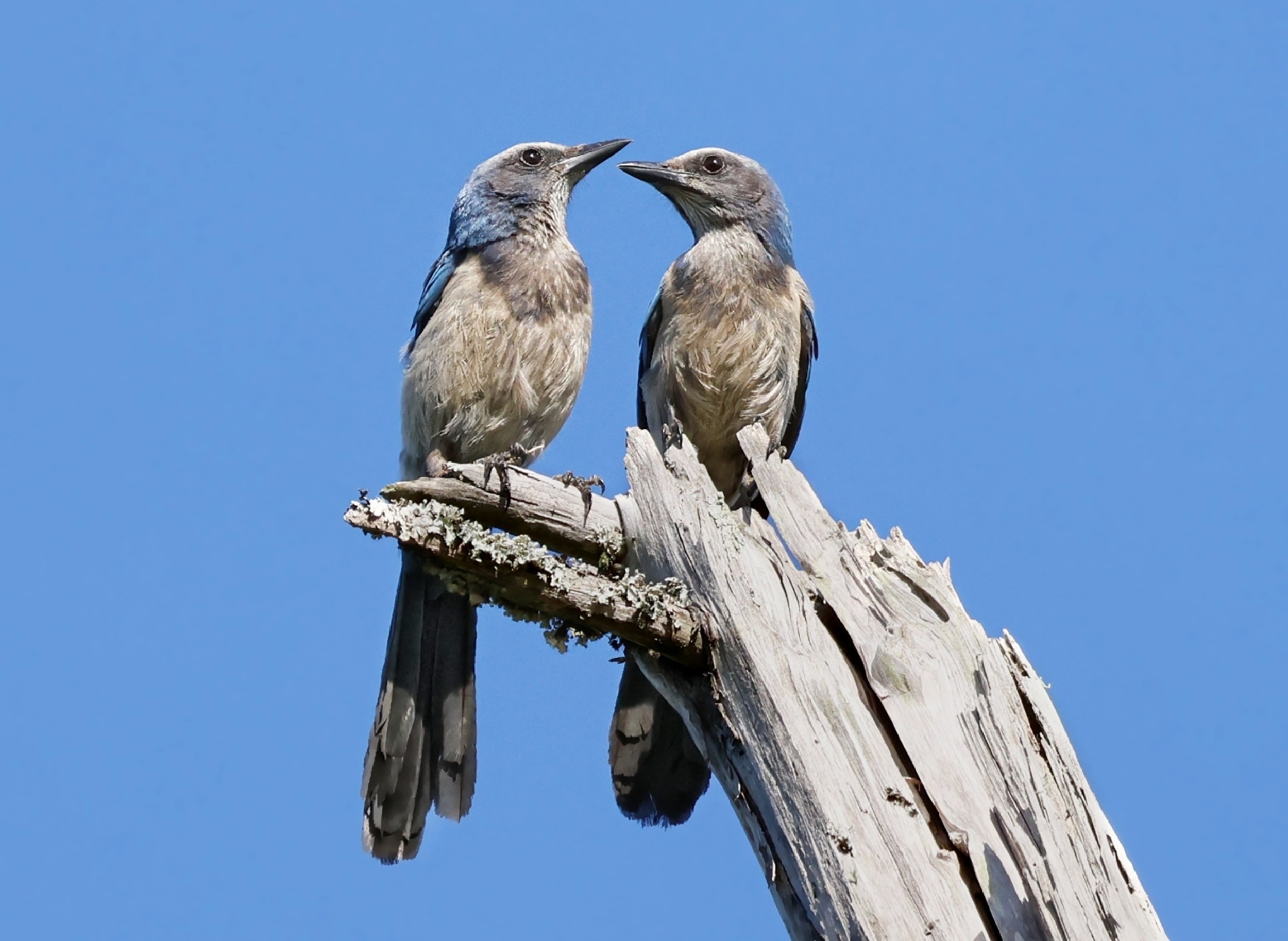 Birds that stay with the same mate raise more offspring