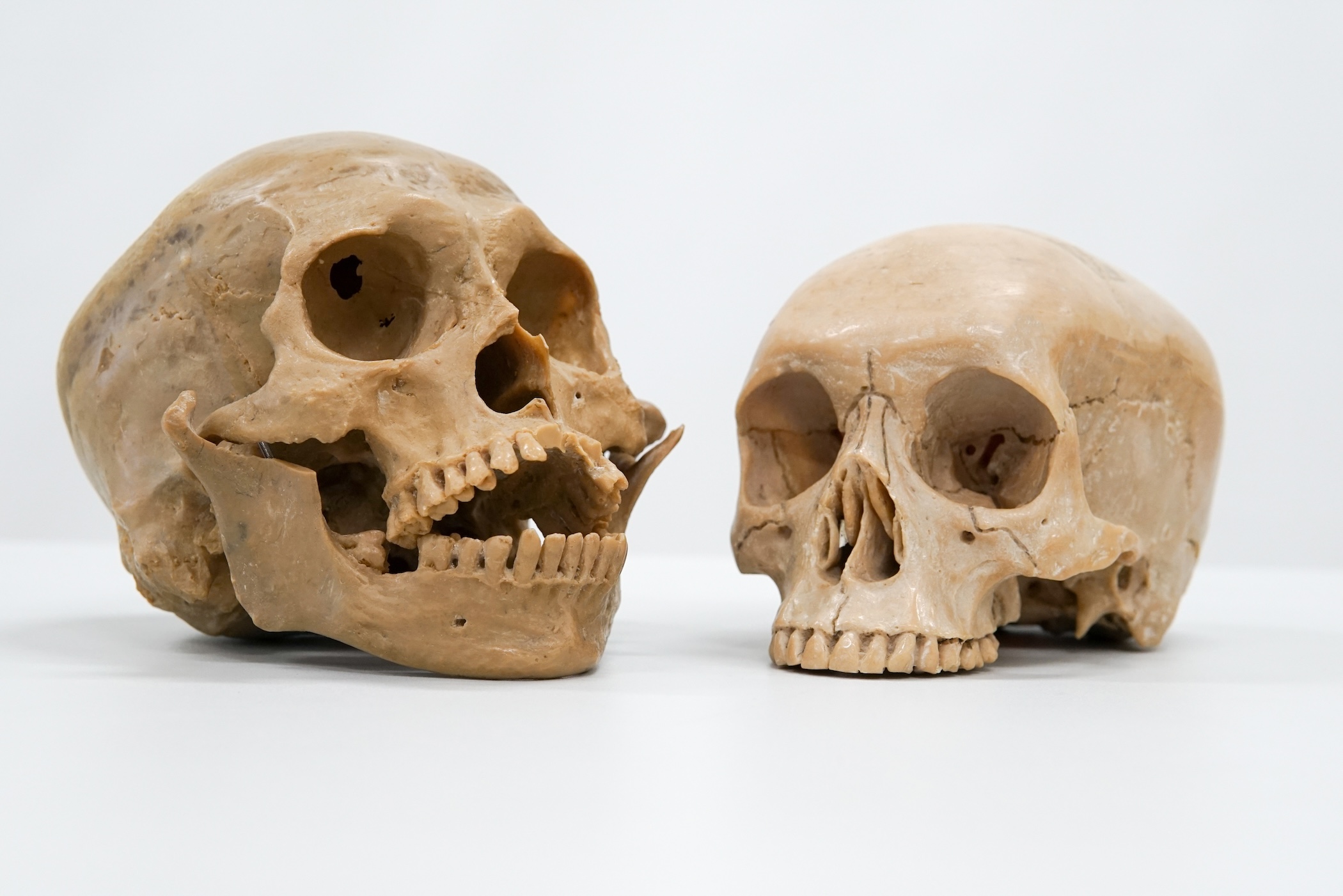Human brains and faces may have changed through chance, not natural selection