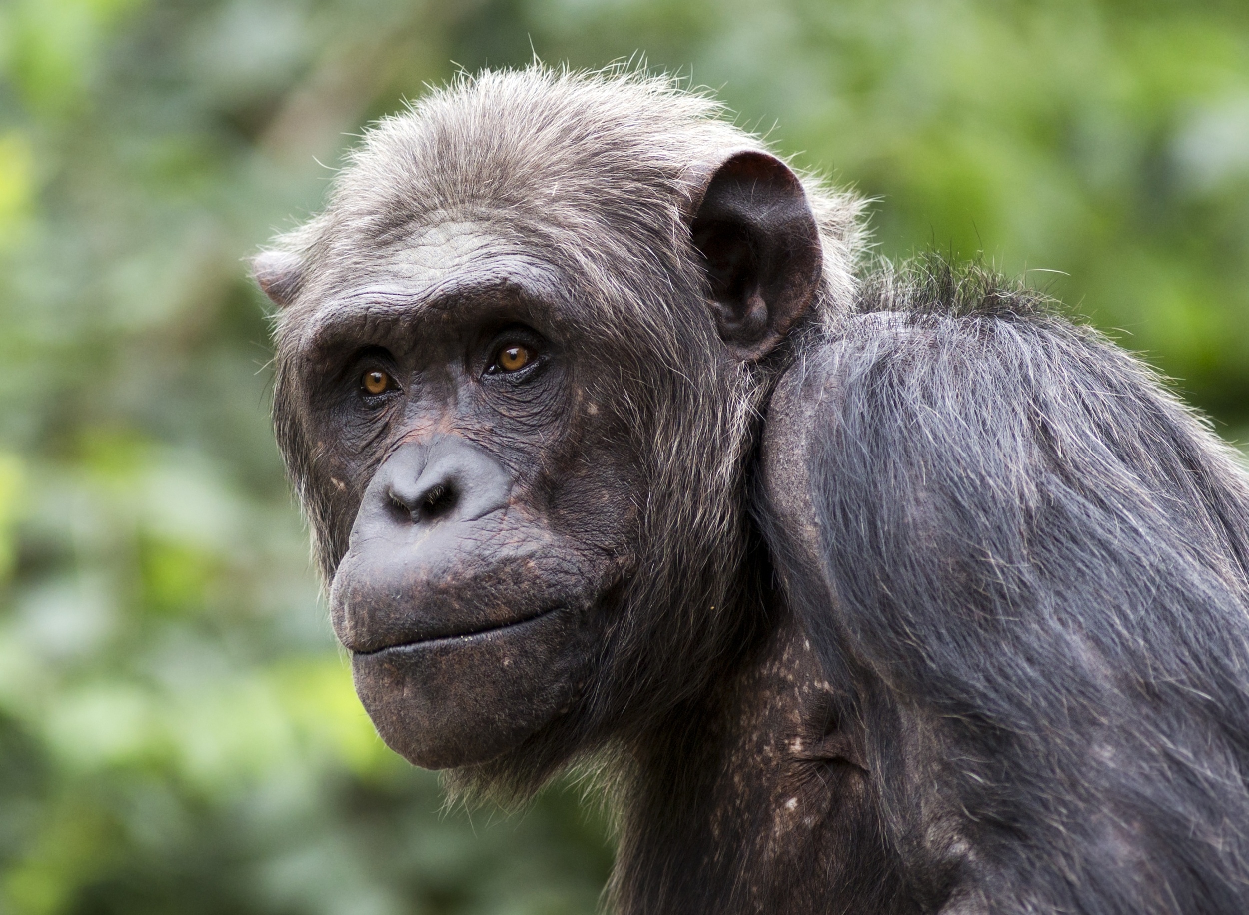 World Chimpanzee Day 2026: What we stand to lose