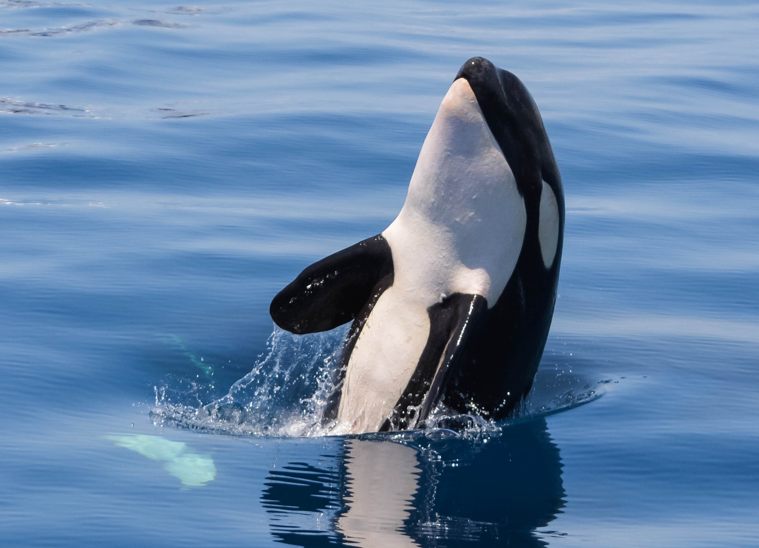 World Orca Day: Honoring one of the ocean's smartest predators