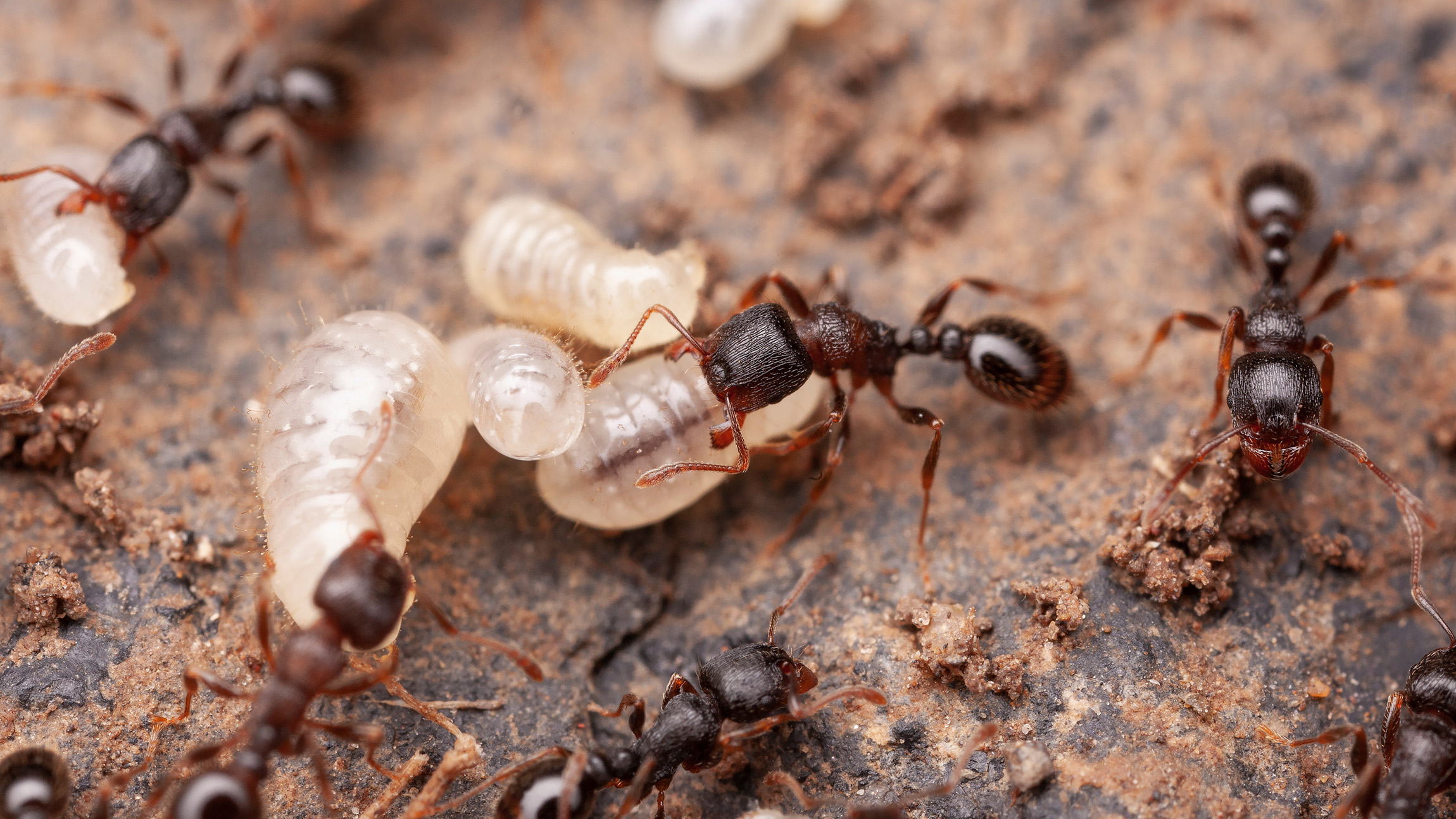 Ant study finds hunger and parental care share the same brain chemistry