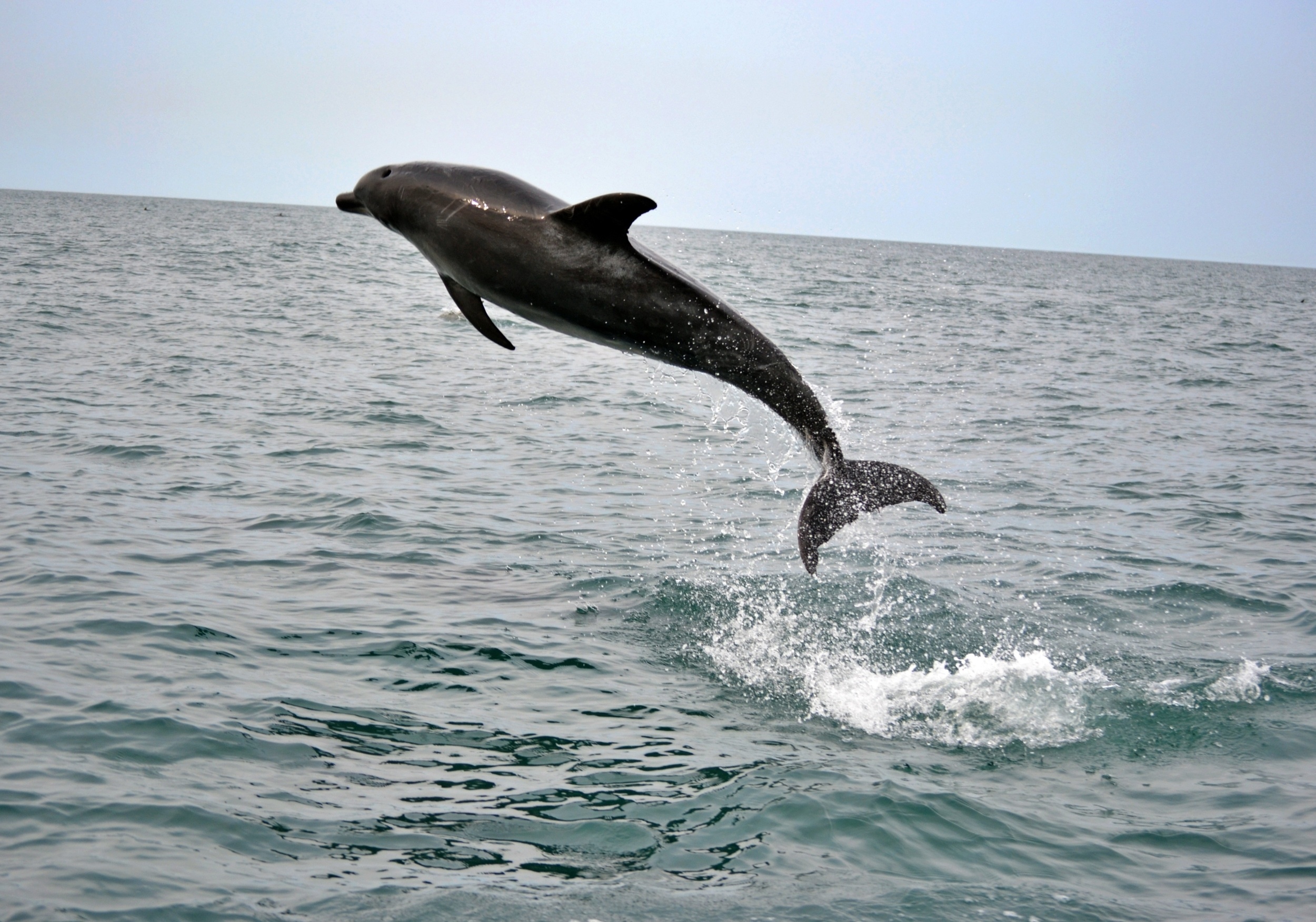 Sounds of the sea reveal hidden dolphins off Japan's coast