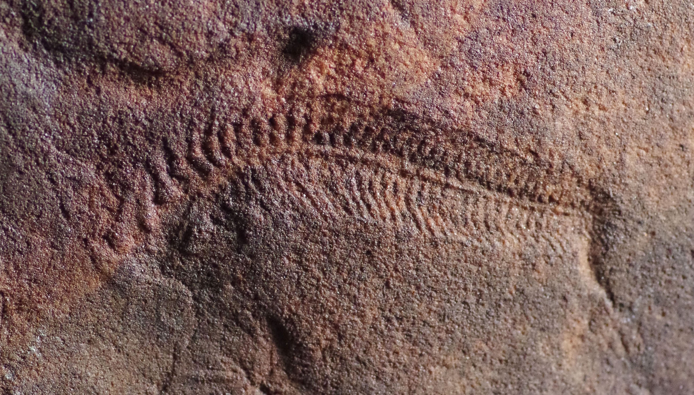 Earliest known right-handedness found in a 550-million-year-old animal