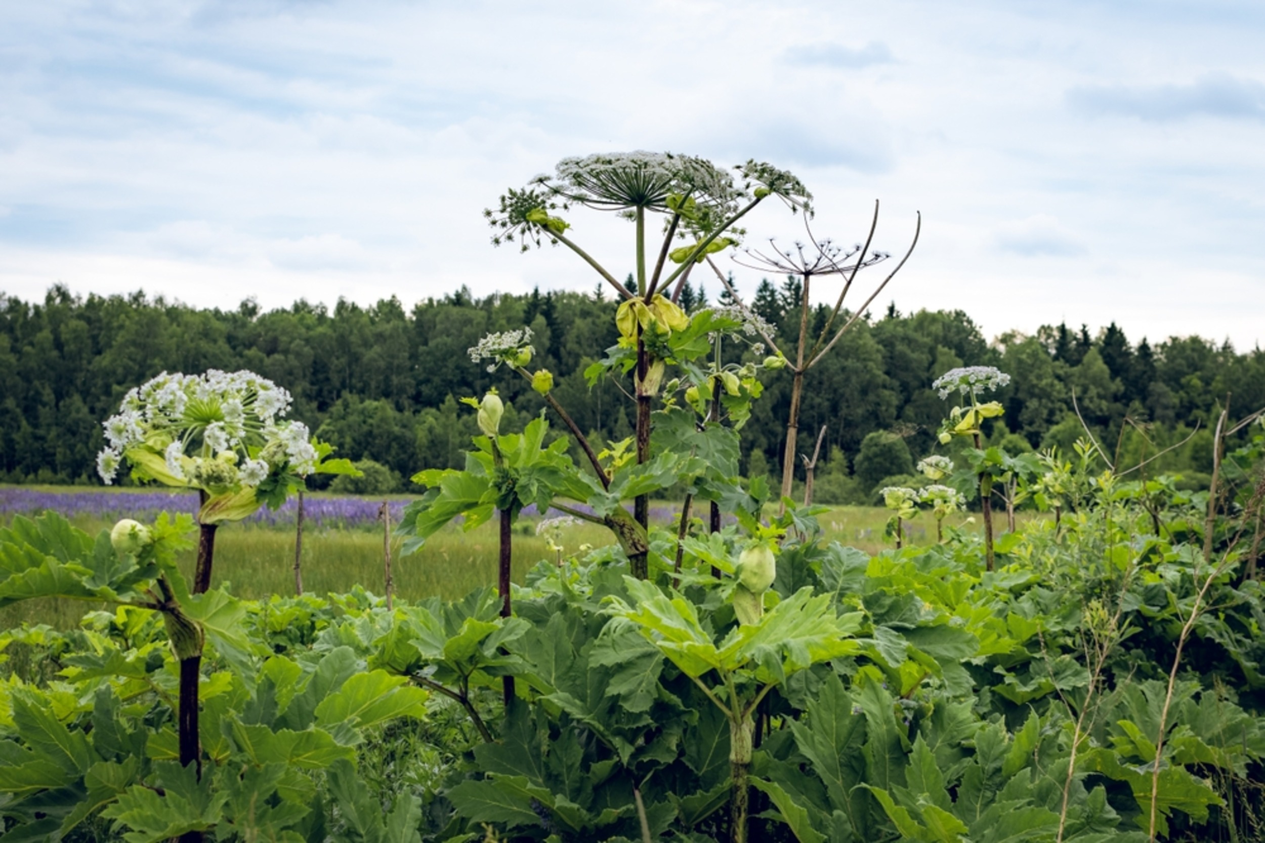Invasive plants are heading north