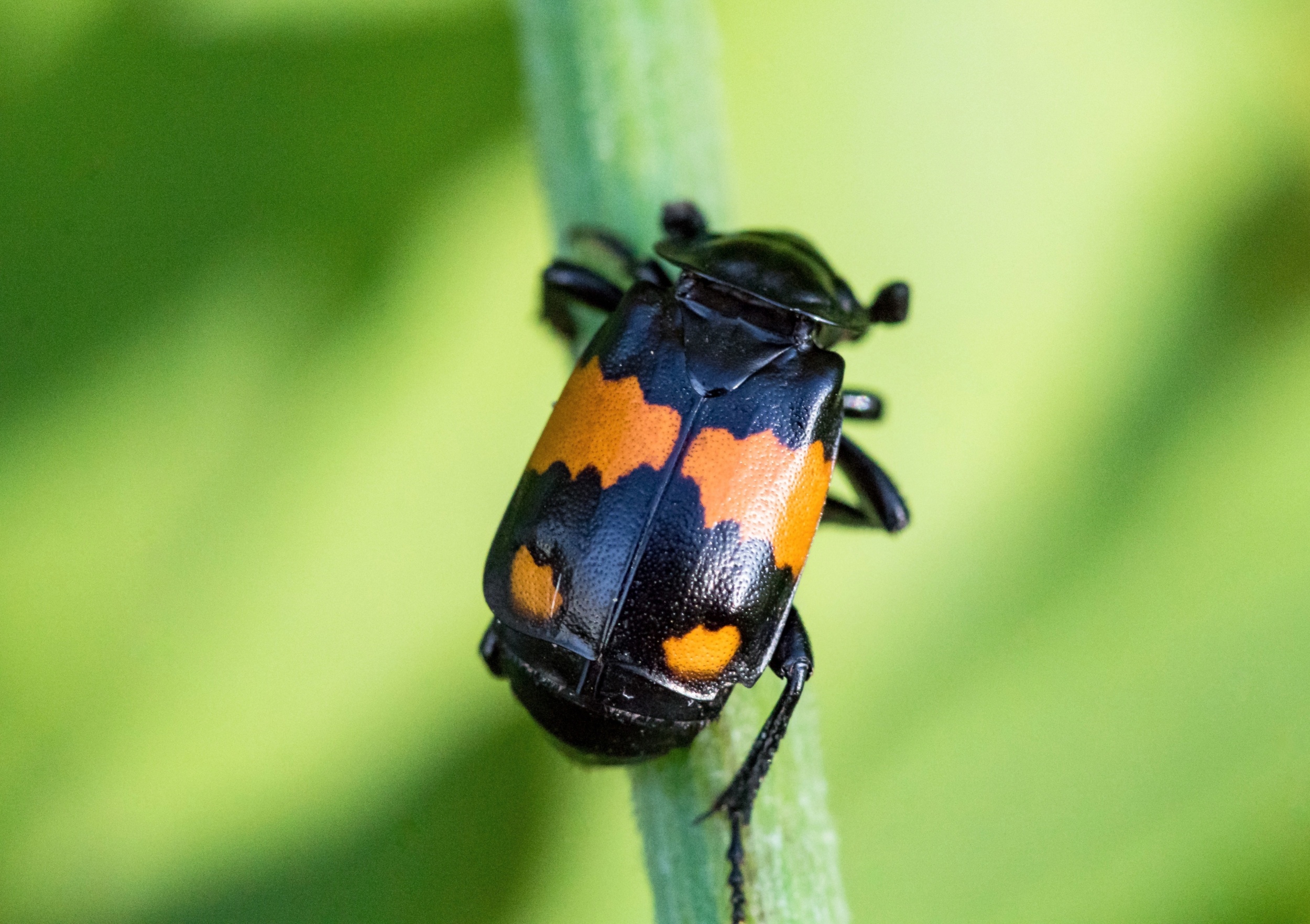 Heat stress changes how beetles recognize mates