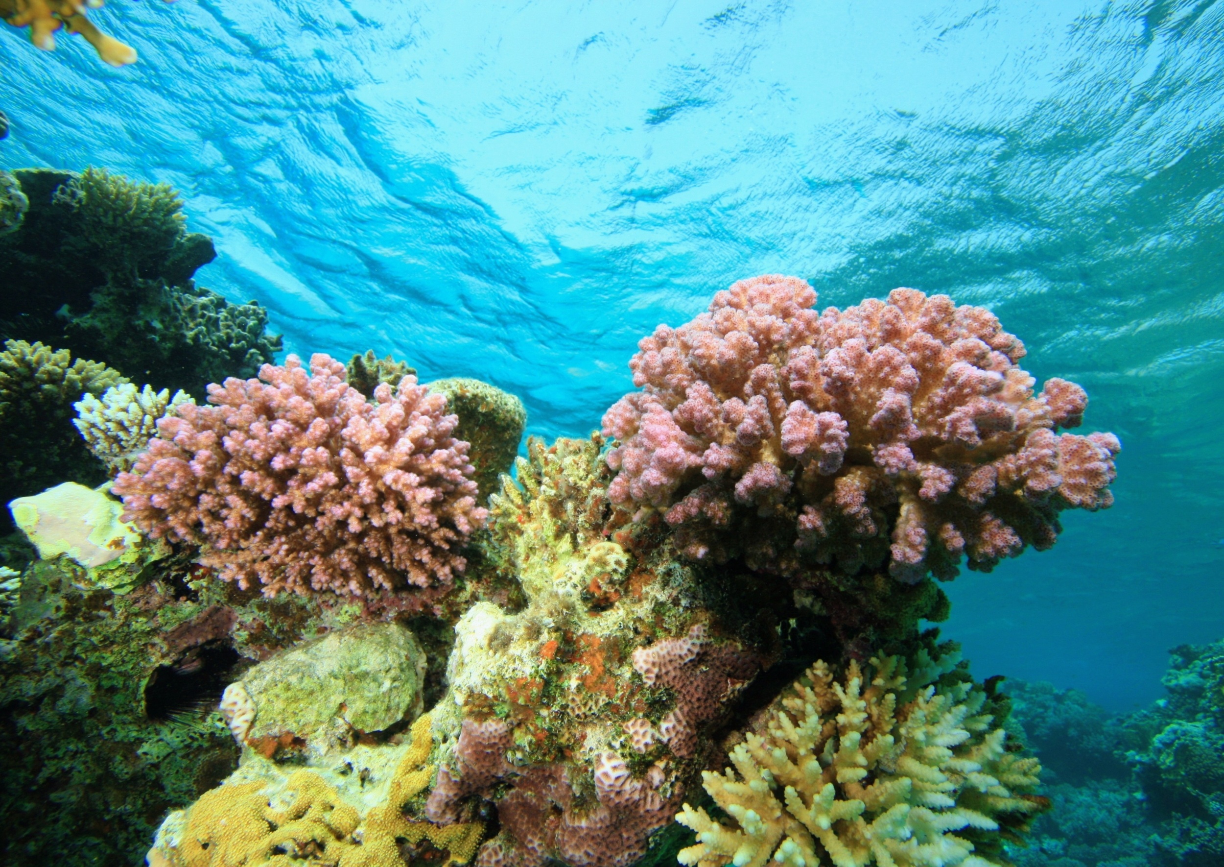 Hidden currents help coral reefs survive deadly marine heatwaves