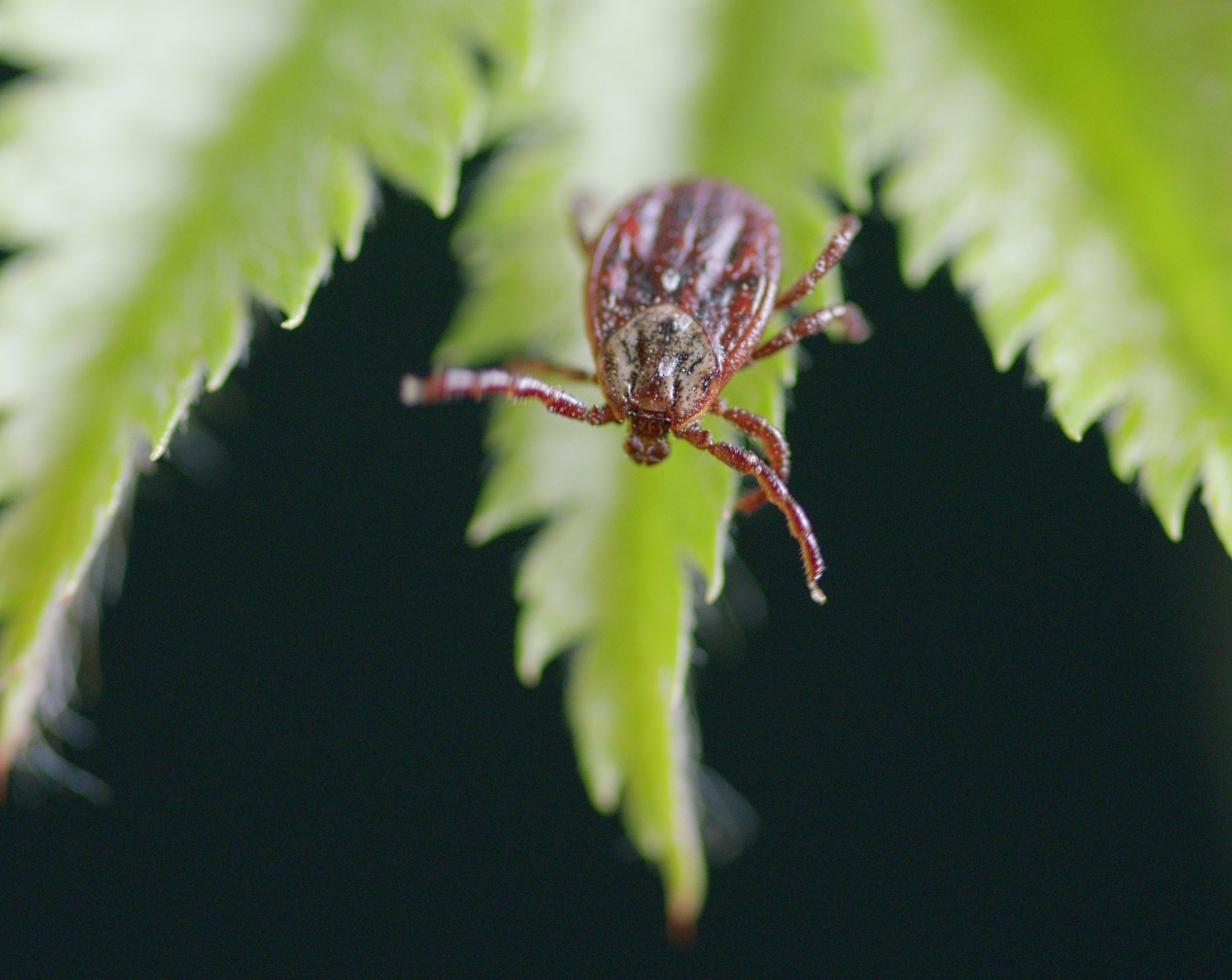 Dangerous tick-borne viruses can outsmart the human immune system