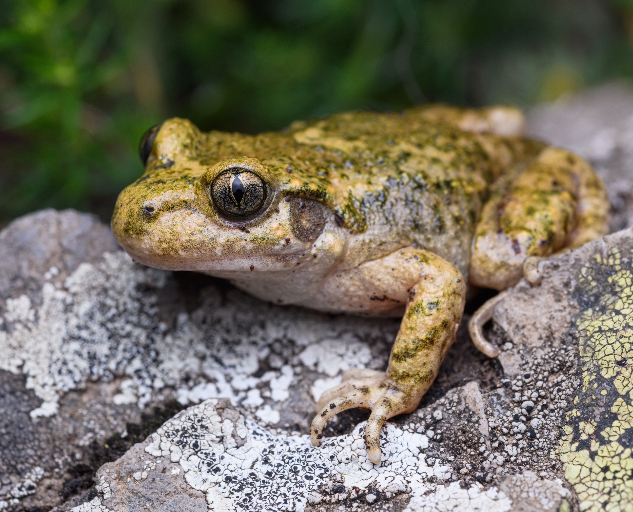 Why some toads survive a deadly fungus while others disappear