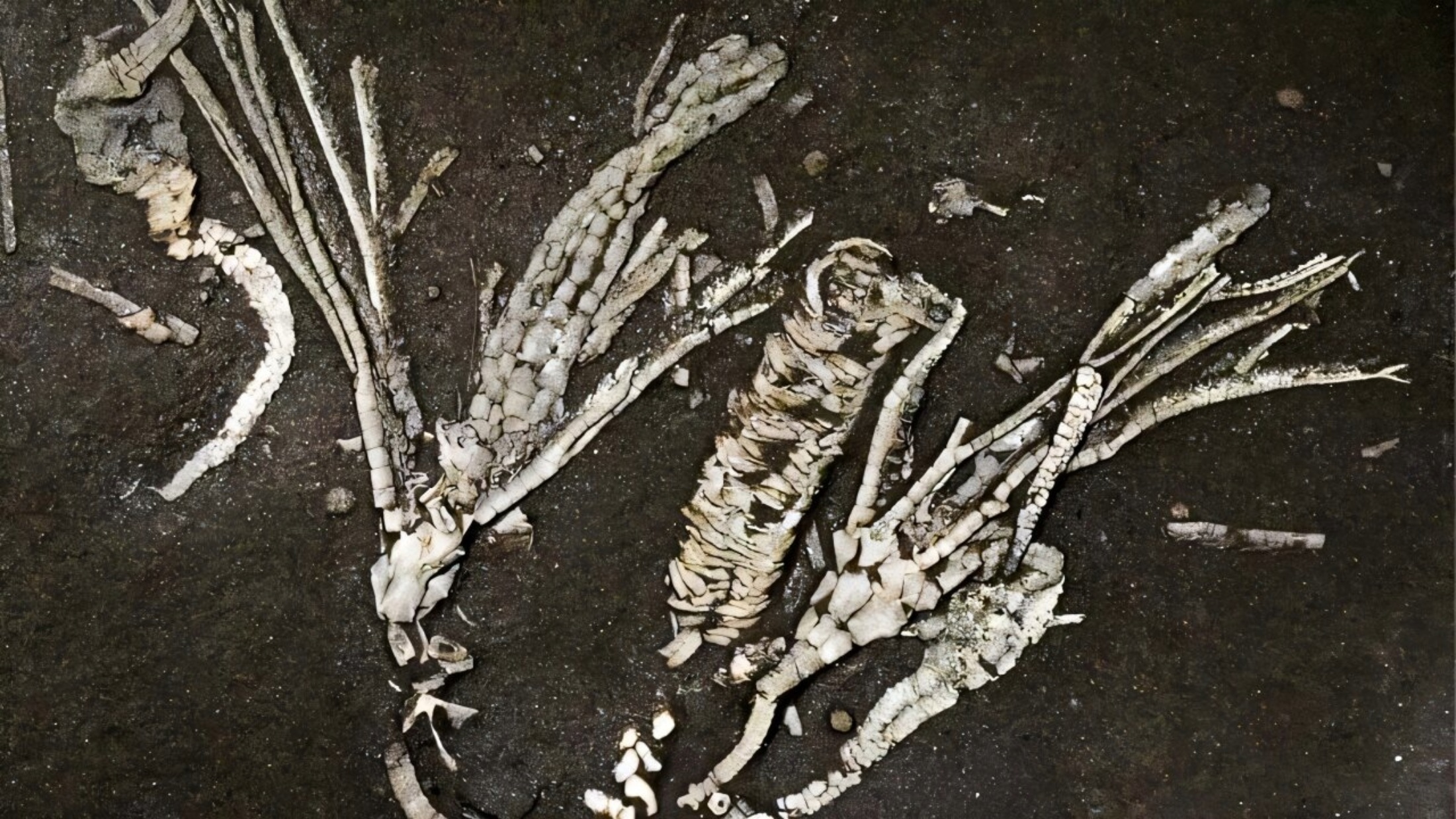 450-million-year-old fossil preserves incredibly rare soft tissue