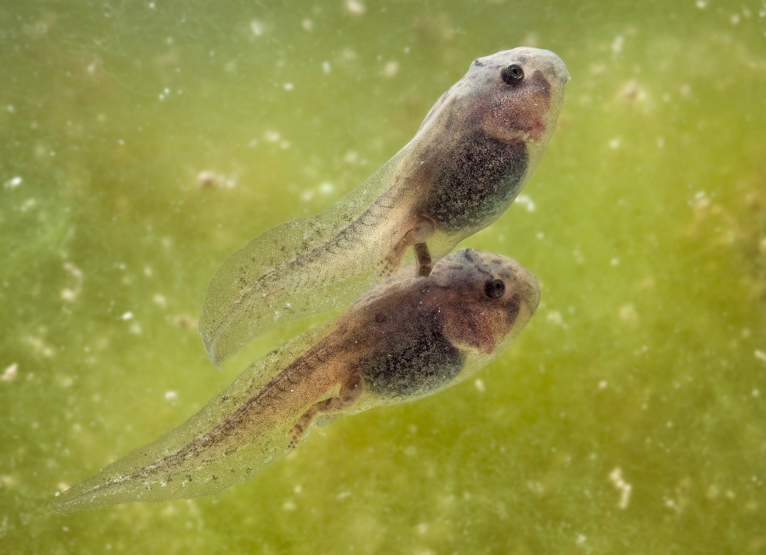 Tadpoles have a surprising strategy to survive rising temperatures