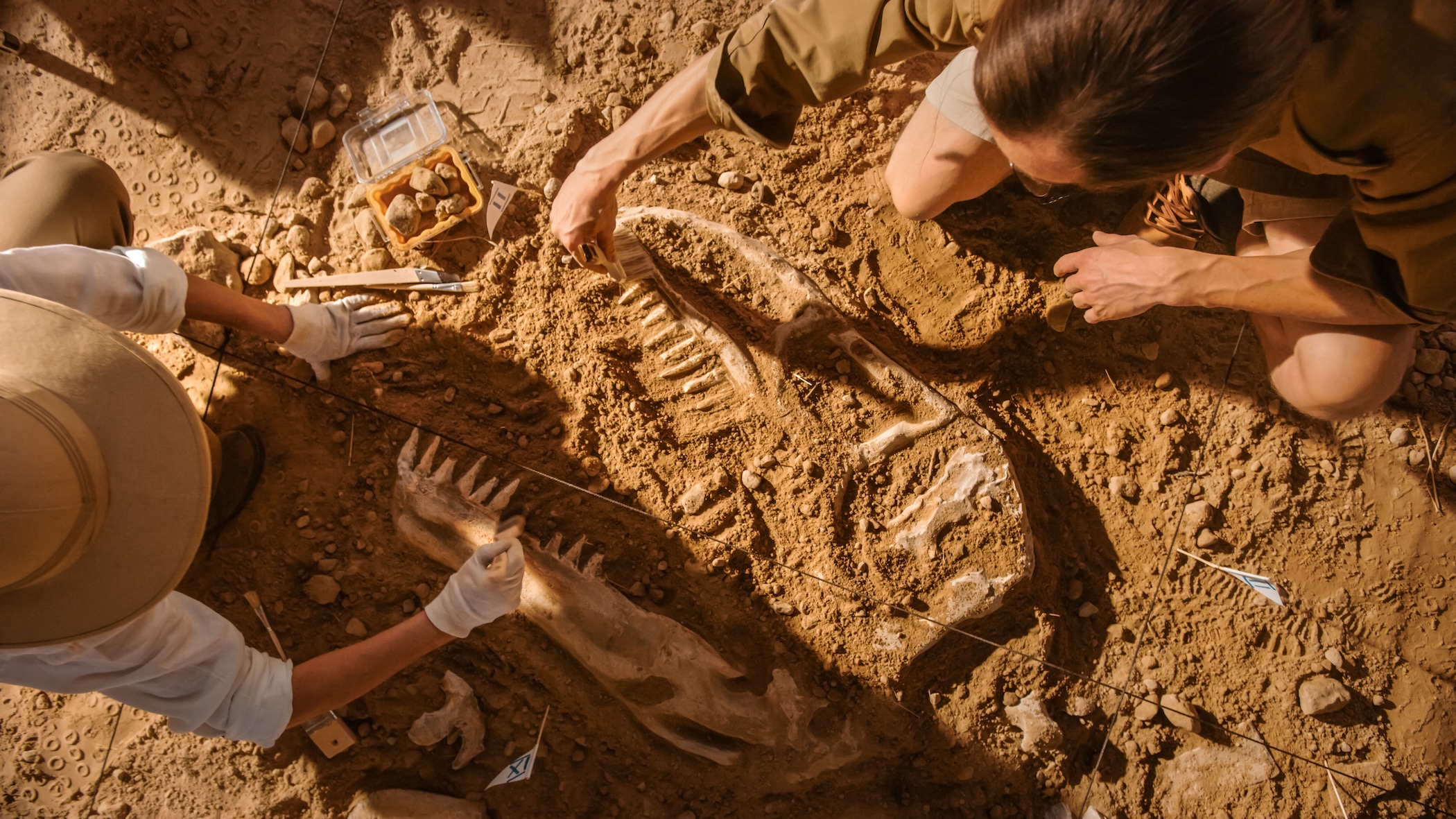 Wyoming fossils from 66 million years ago preserve rare Tyrannosaurus rex bite marks