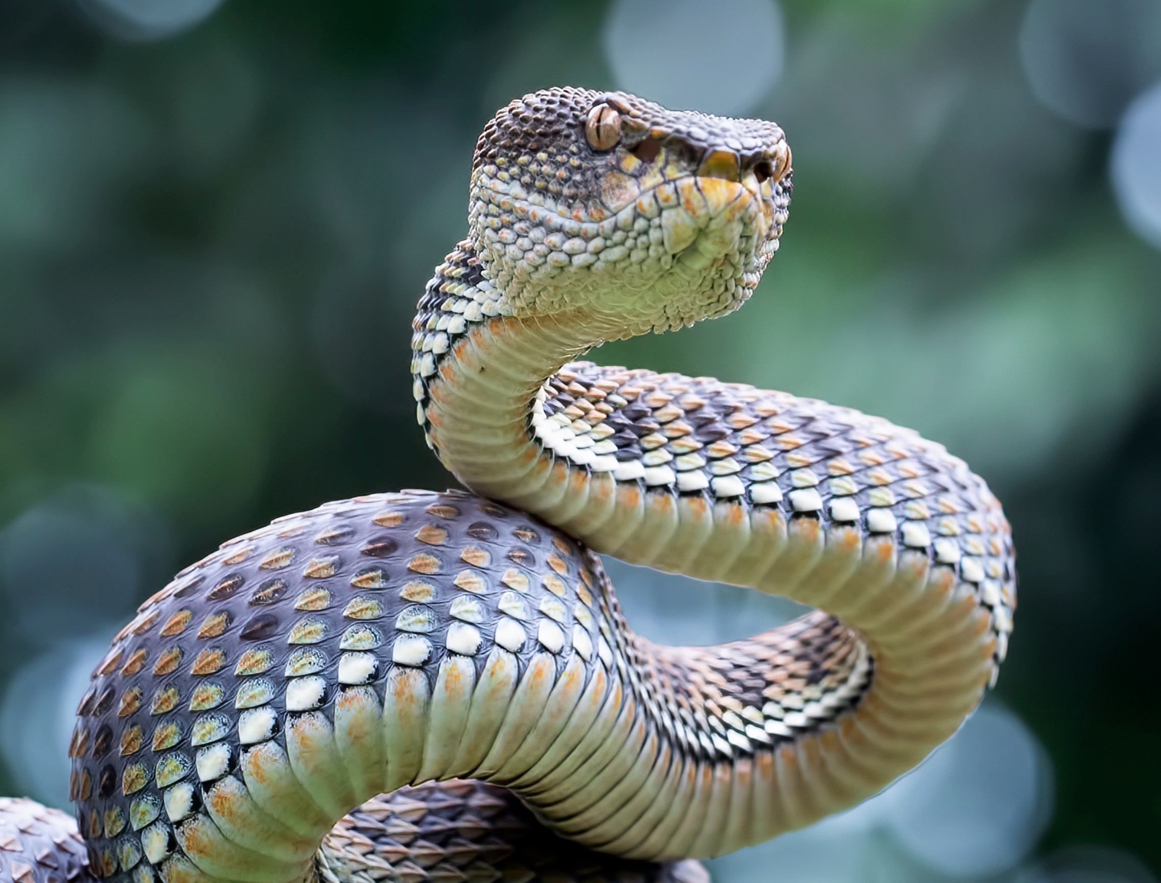 World Snake Day: The truth about Earth's most feared reptiles