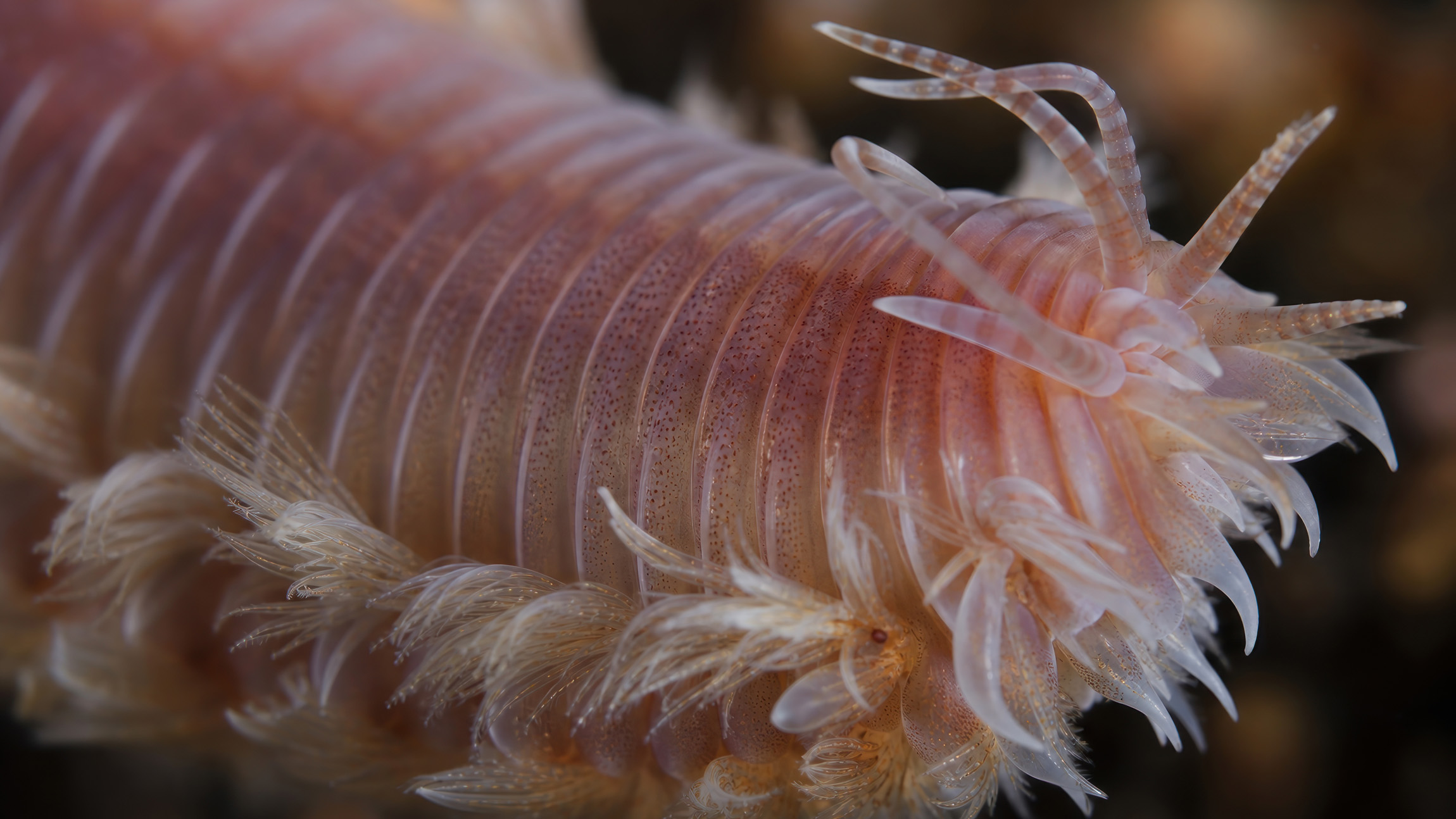Sea worm jaws are made of a strange type of bio-metal