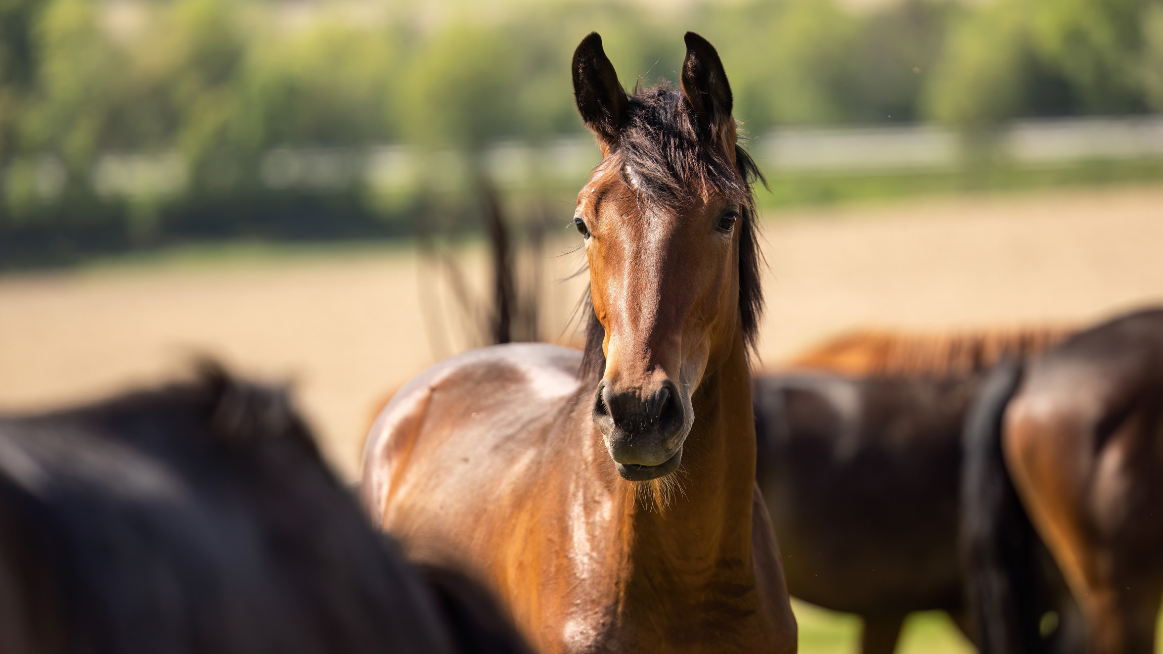 Horses can still recognize predators despite thousands of years of domestication