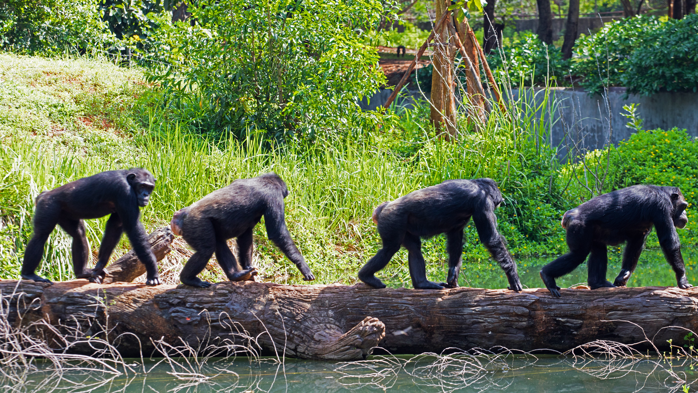 Chimpanzees and other animals prepare for conflict long before they fight