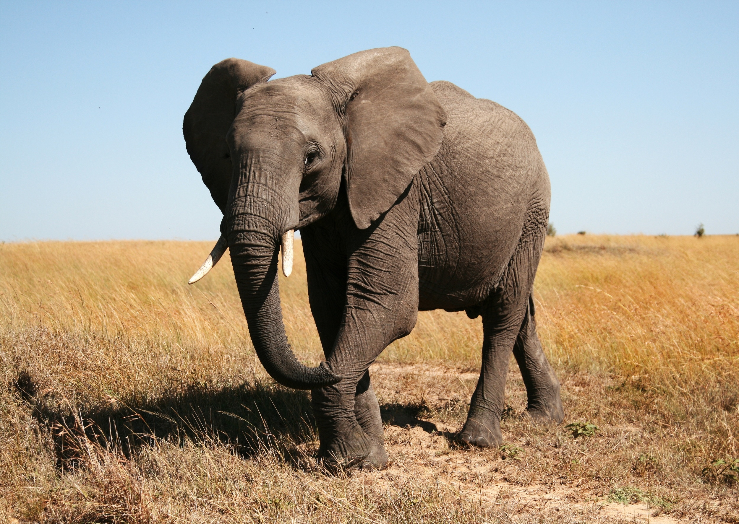 Elephants can send messages through the ground over vast distances