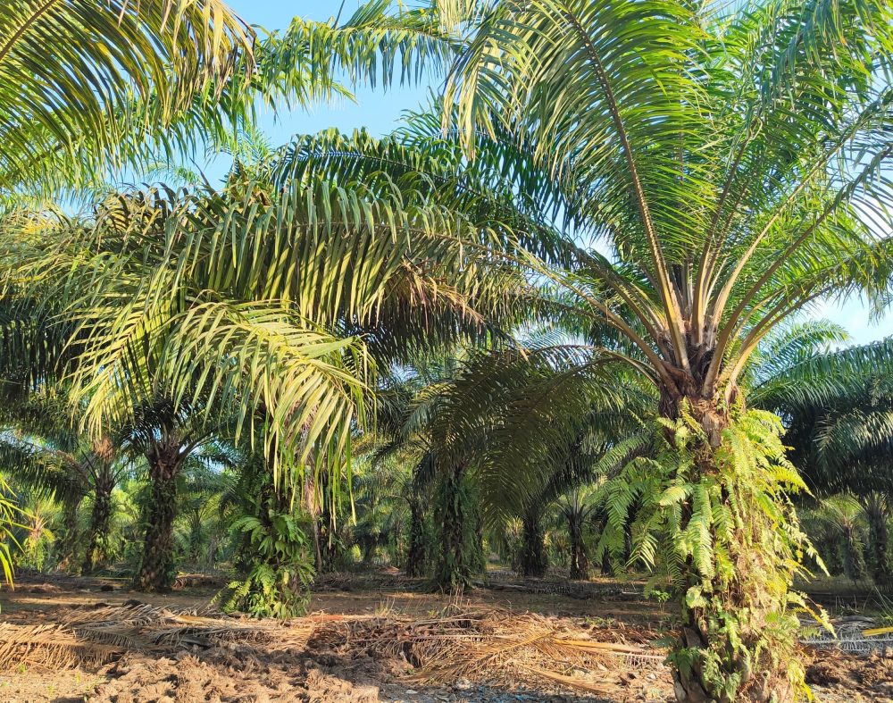 China's massive demand for palm oil could reshape the entire industry