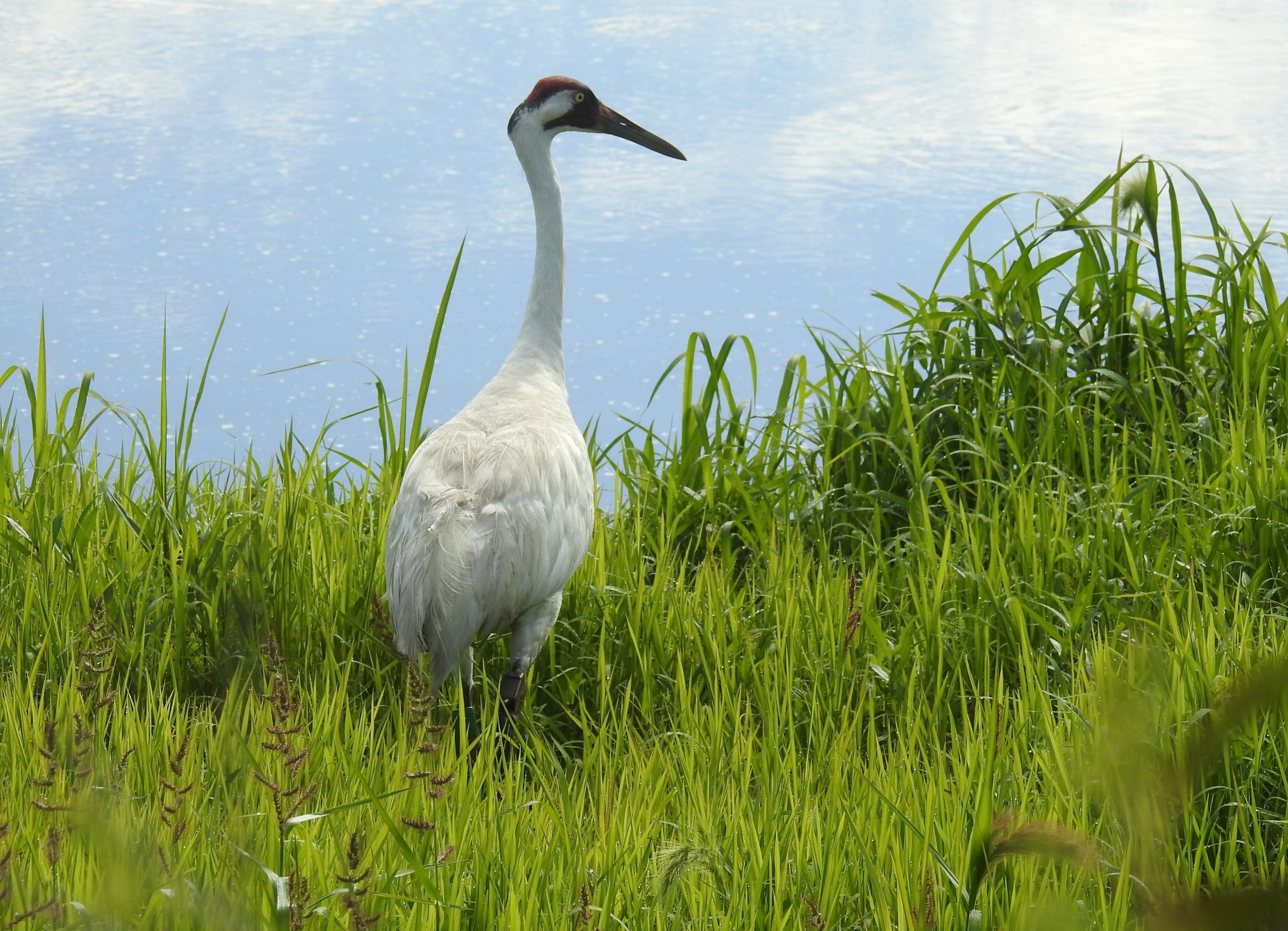 Endangered species lose one of their strongest legal protections