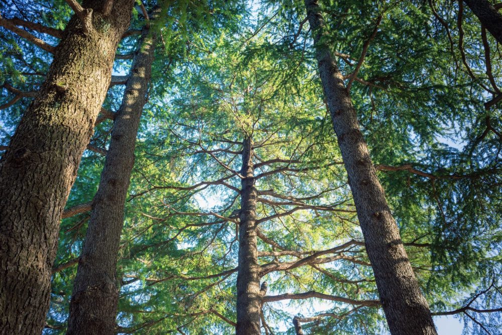Himalayan forests store carbon in unexpected ways