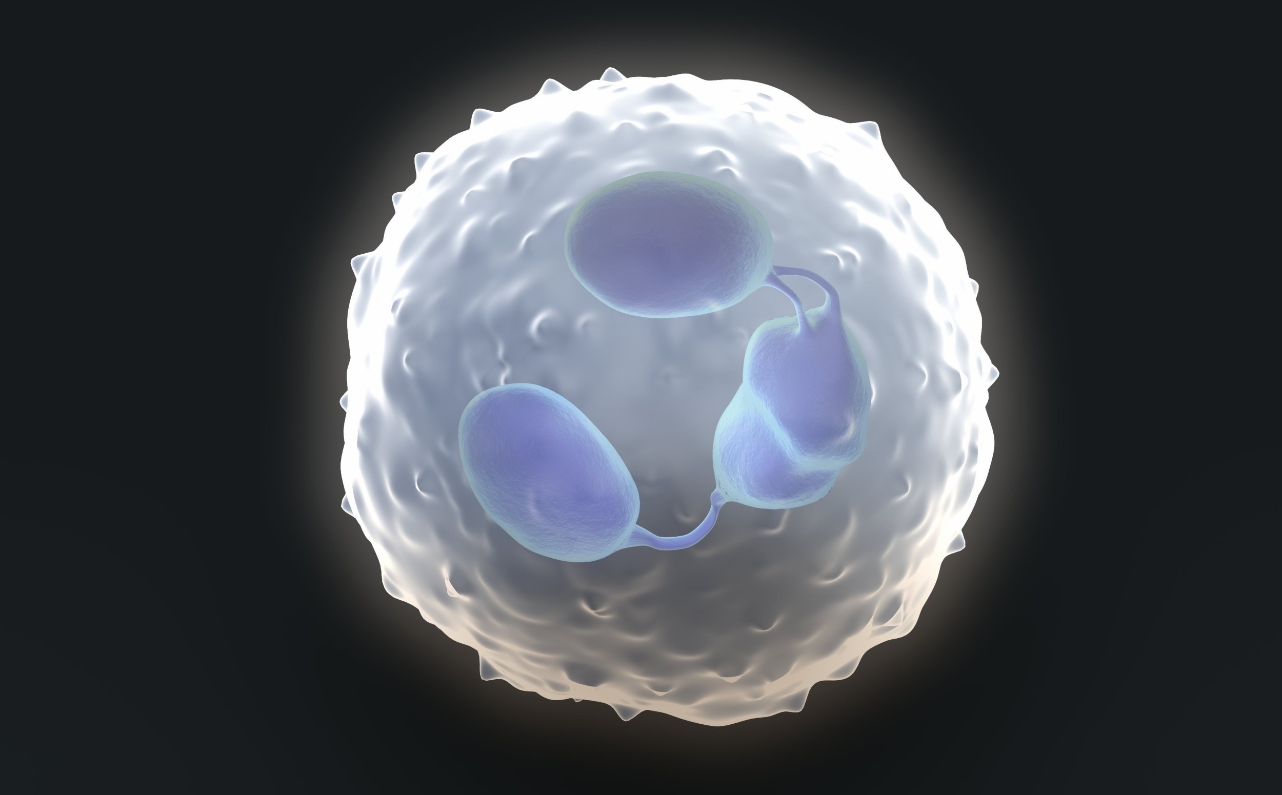 One immune cell could hold the key to slower aging