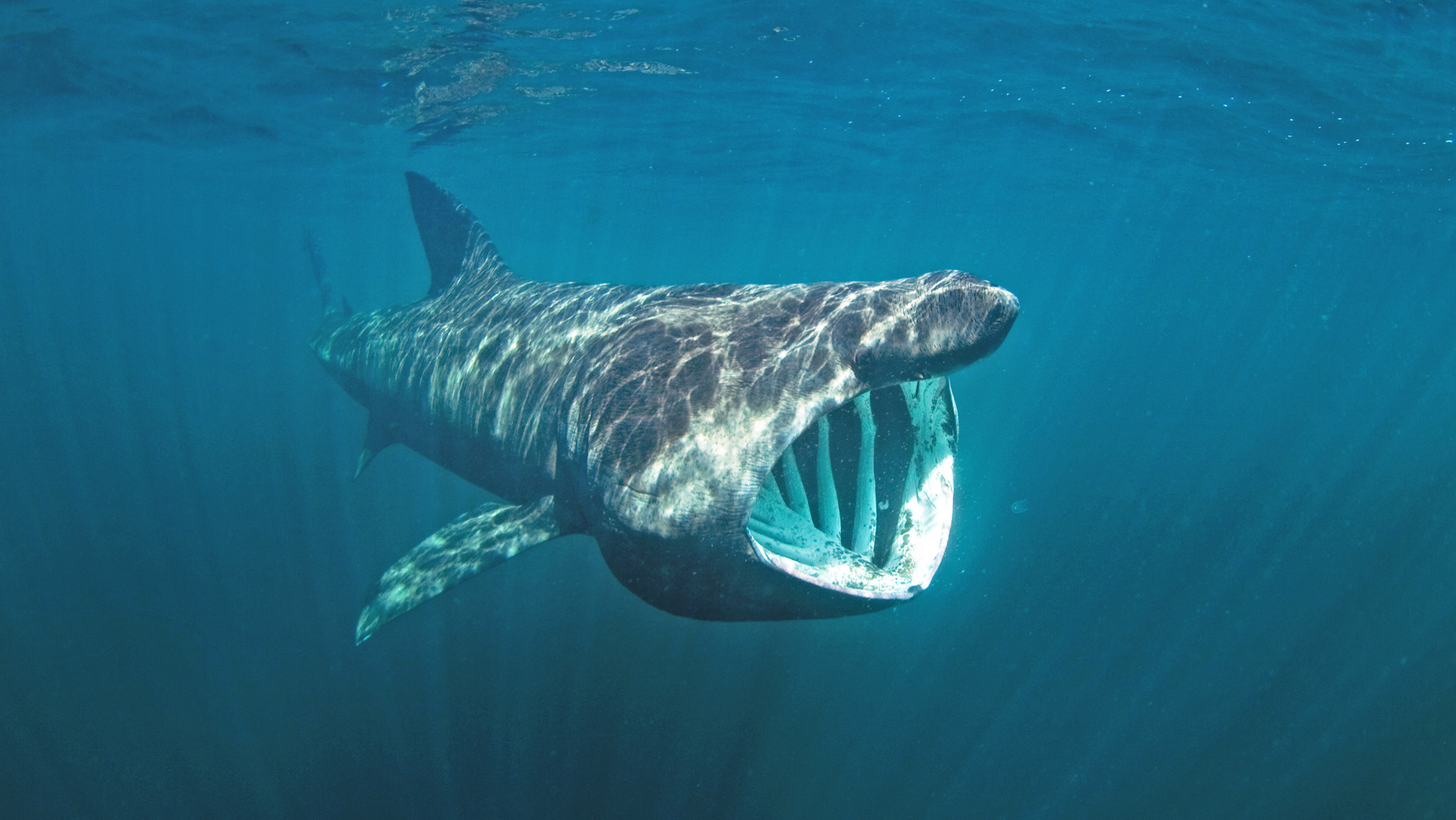 Basking shark's strange scales could inspire next-generation flexible materials