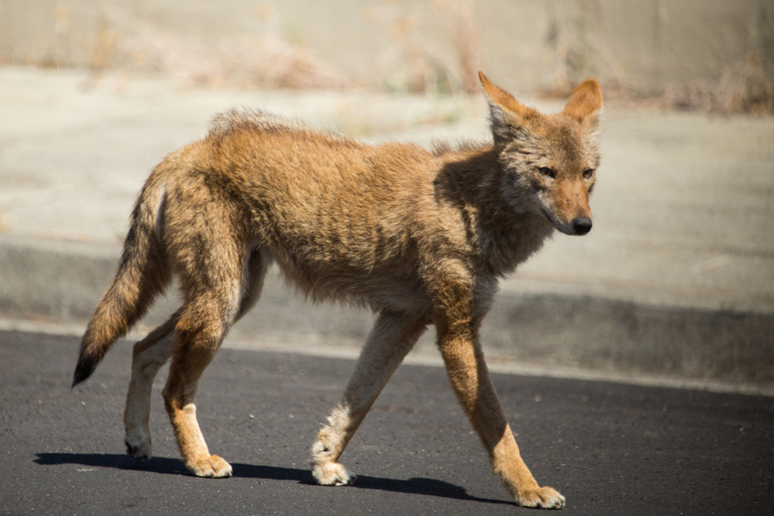 Coyotes live longer near more people