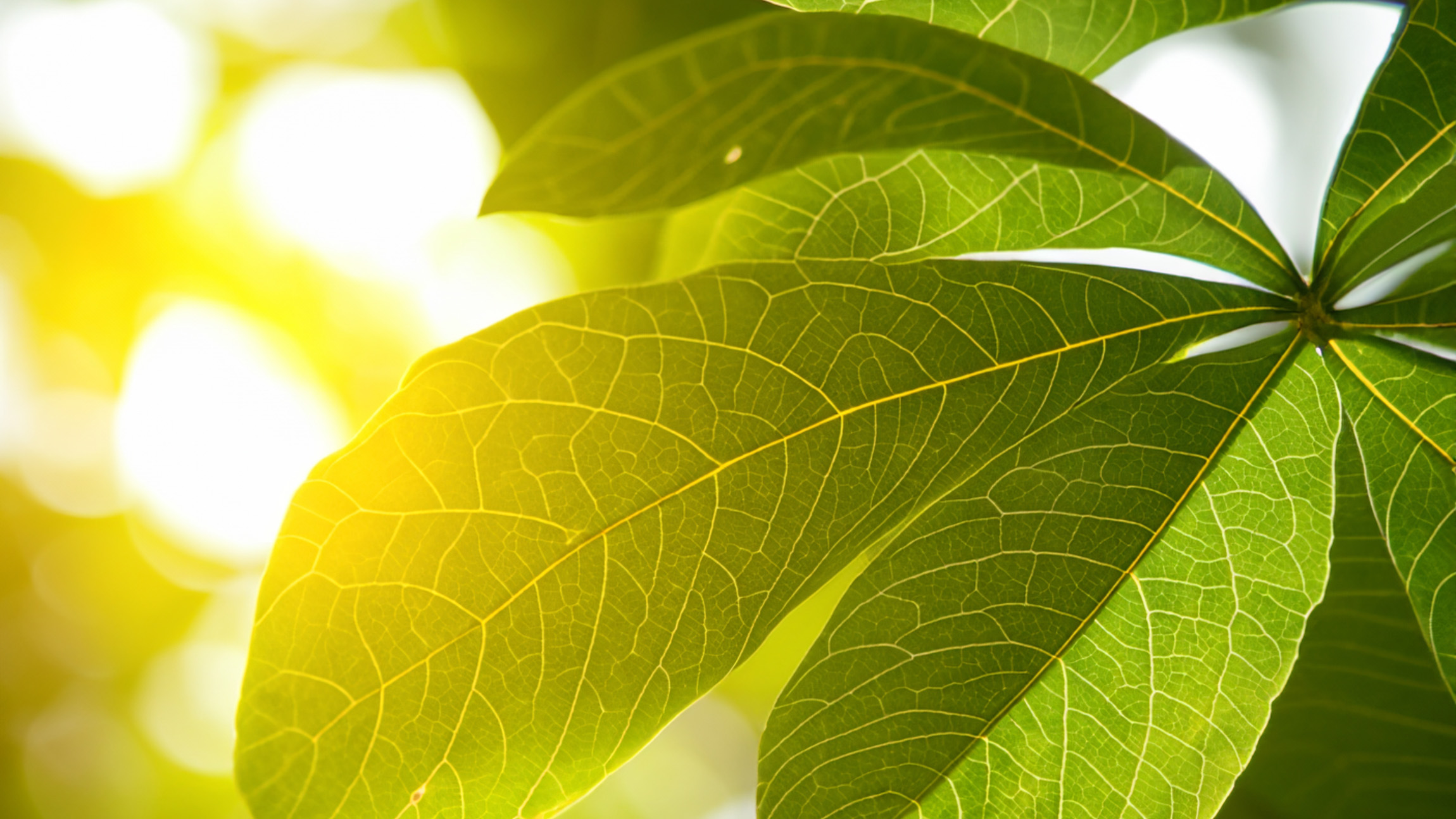 Plants use a rapid-response system for surviving intense sunlight