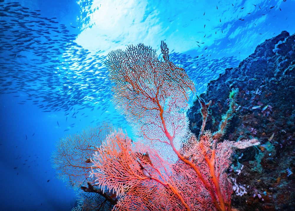 Coral tissues reveal the hidden impacts of human activity