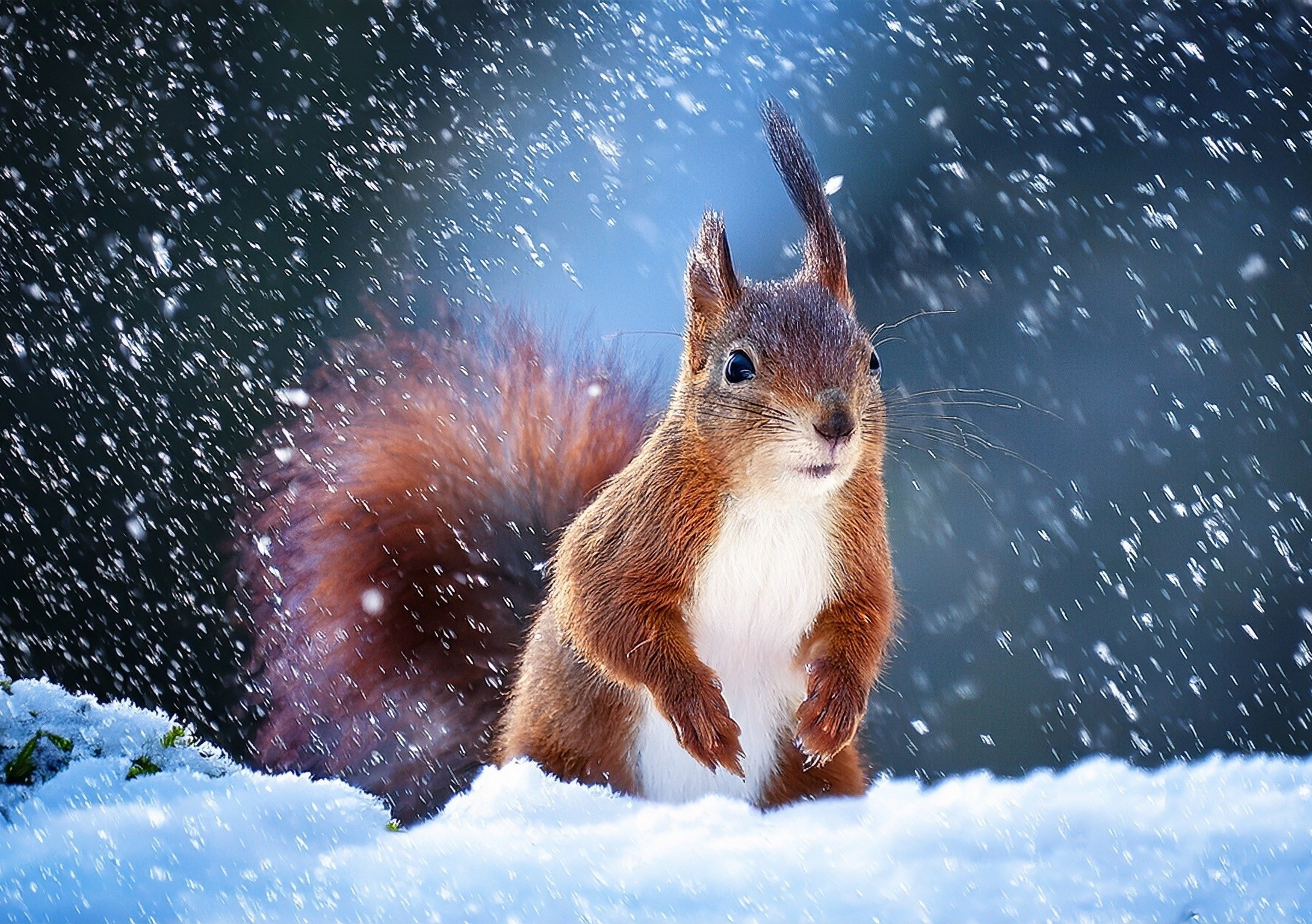 Animals have a genetic switch that puts them in winter mode