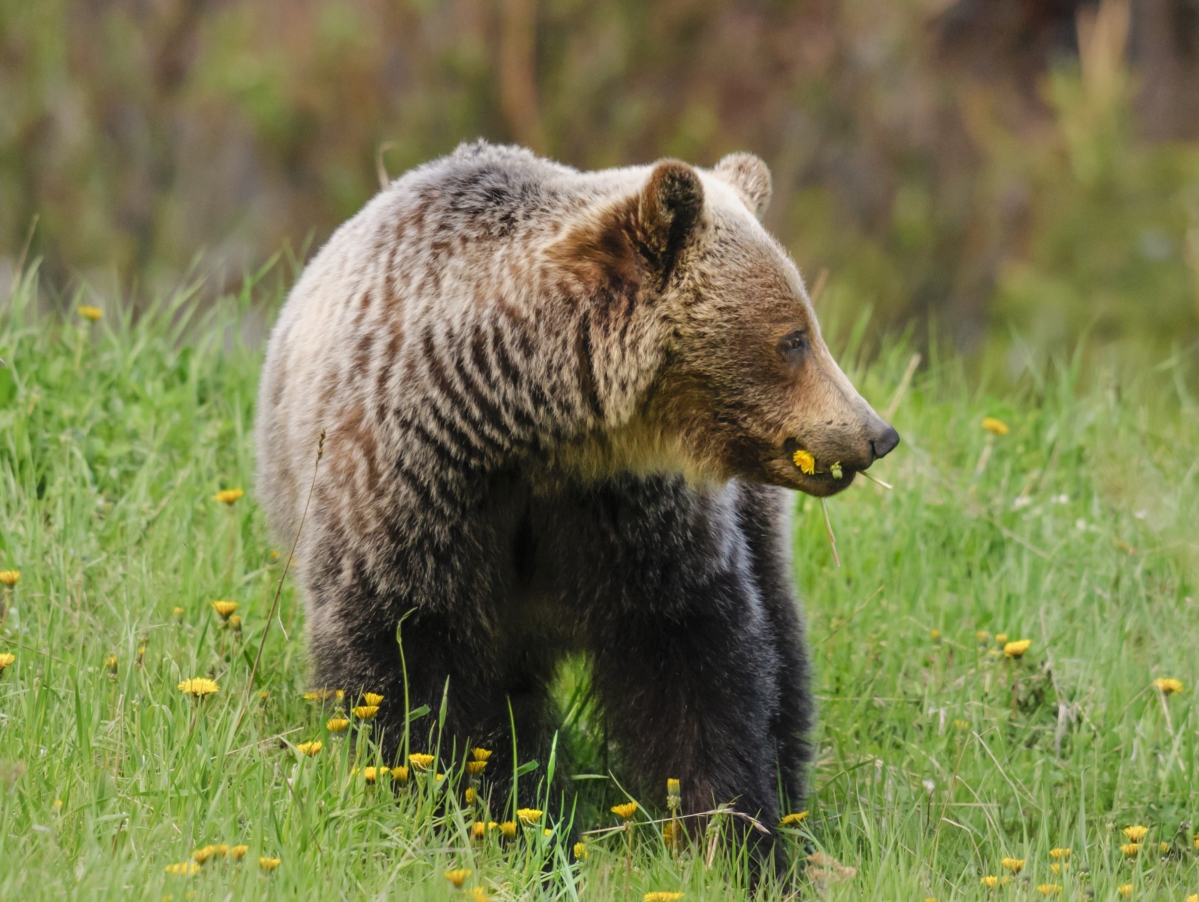 Grizzly bears climb mountains for a surprising food source