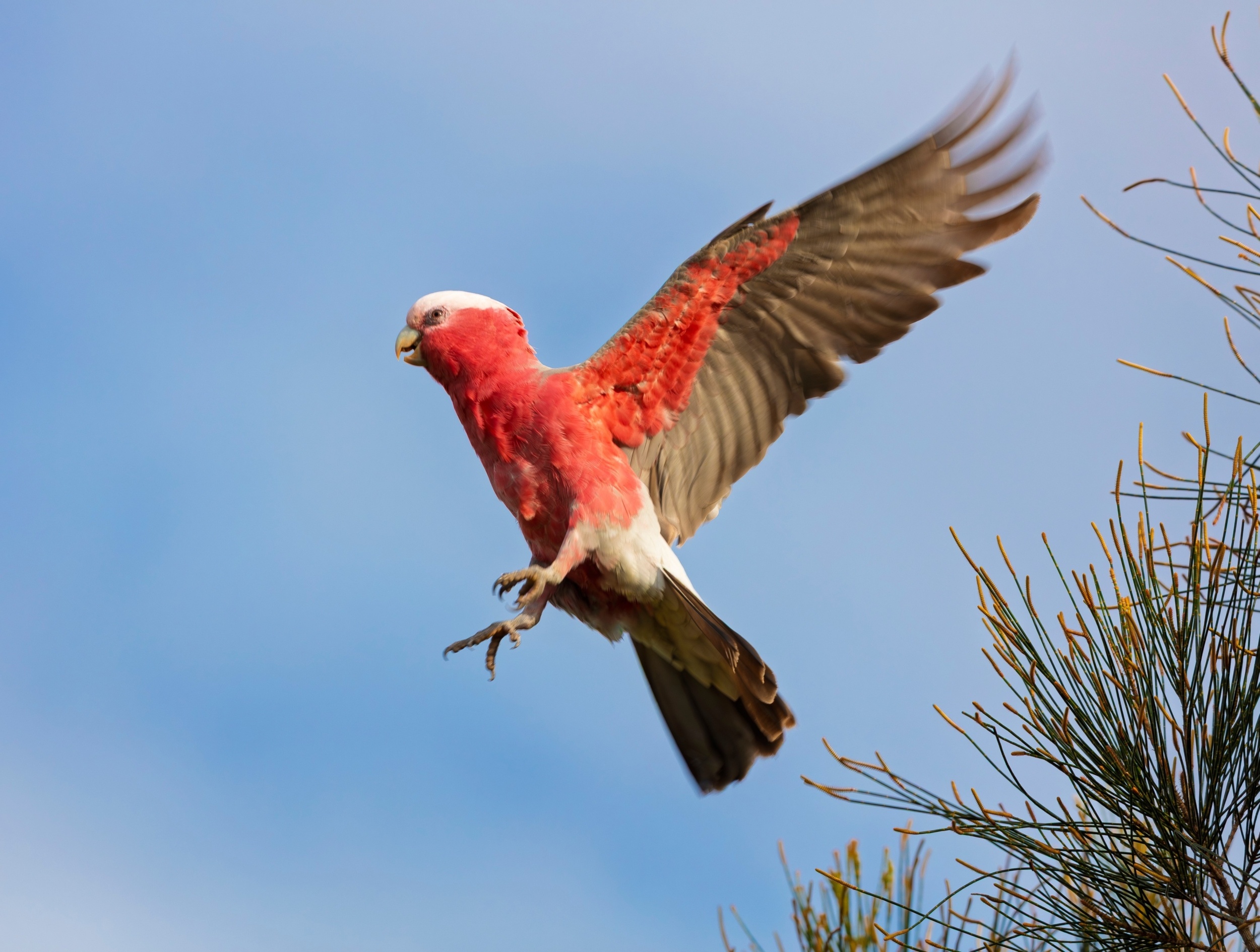 Do birds enjoy flying? Scientists have an answer