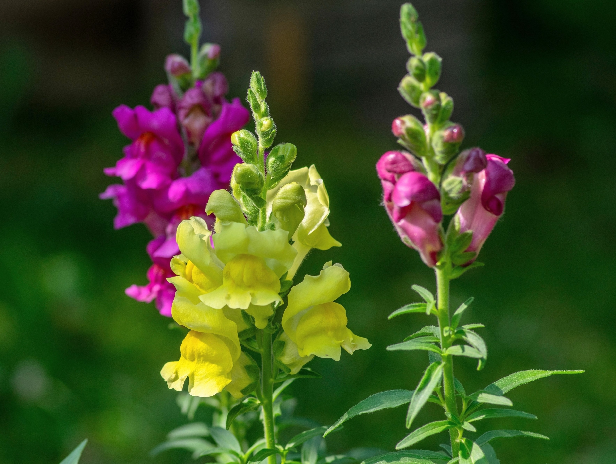 Wild snapdragons evolved subtle colors to attract bees