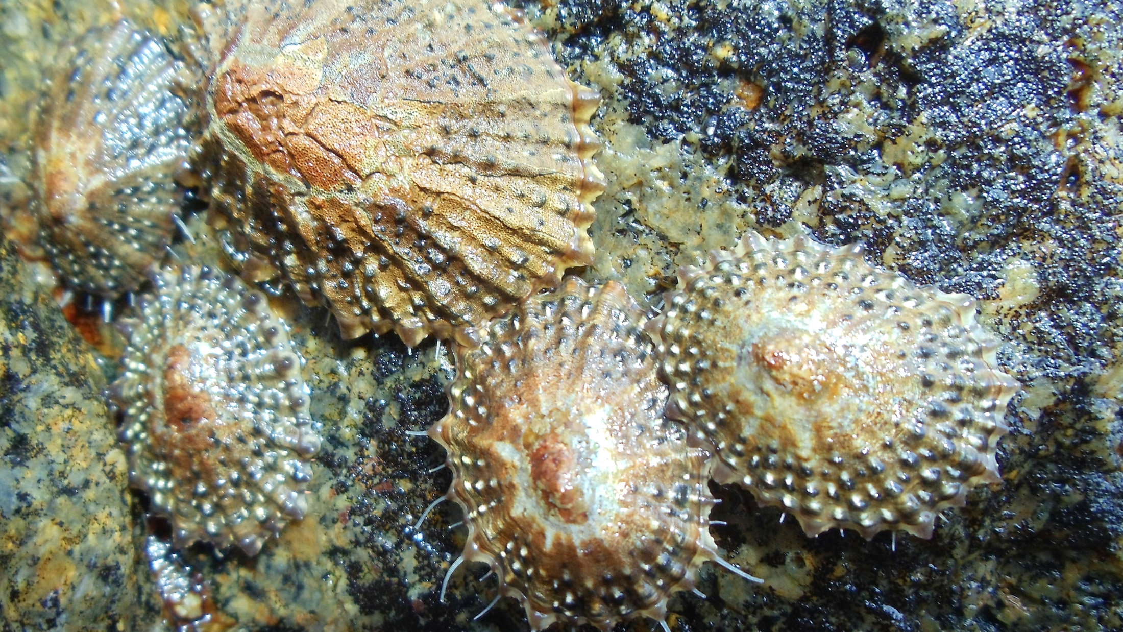 Deep-sea limpets make an unexpected journey before settling on the seafloor
