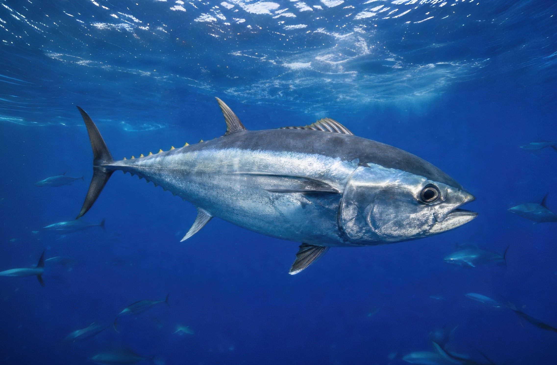 Tuna didn't evolve because dinosaurs went extinct, study finds