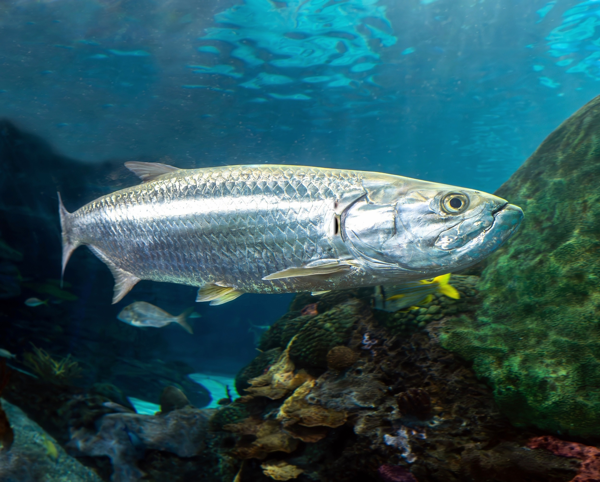 Scientists uncover the hidden feeding grounds of Atlantic tarpon