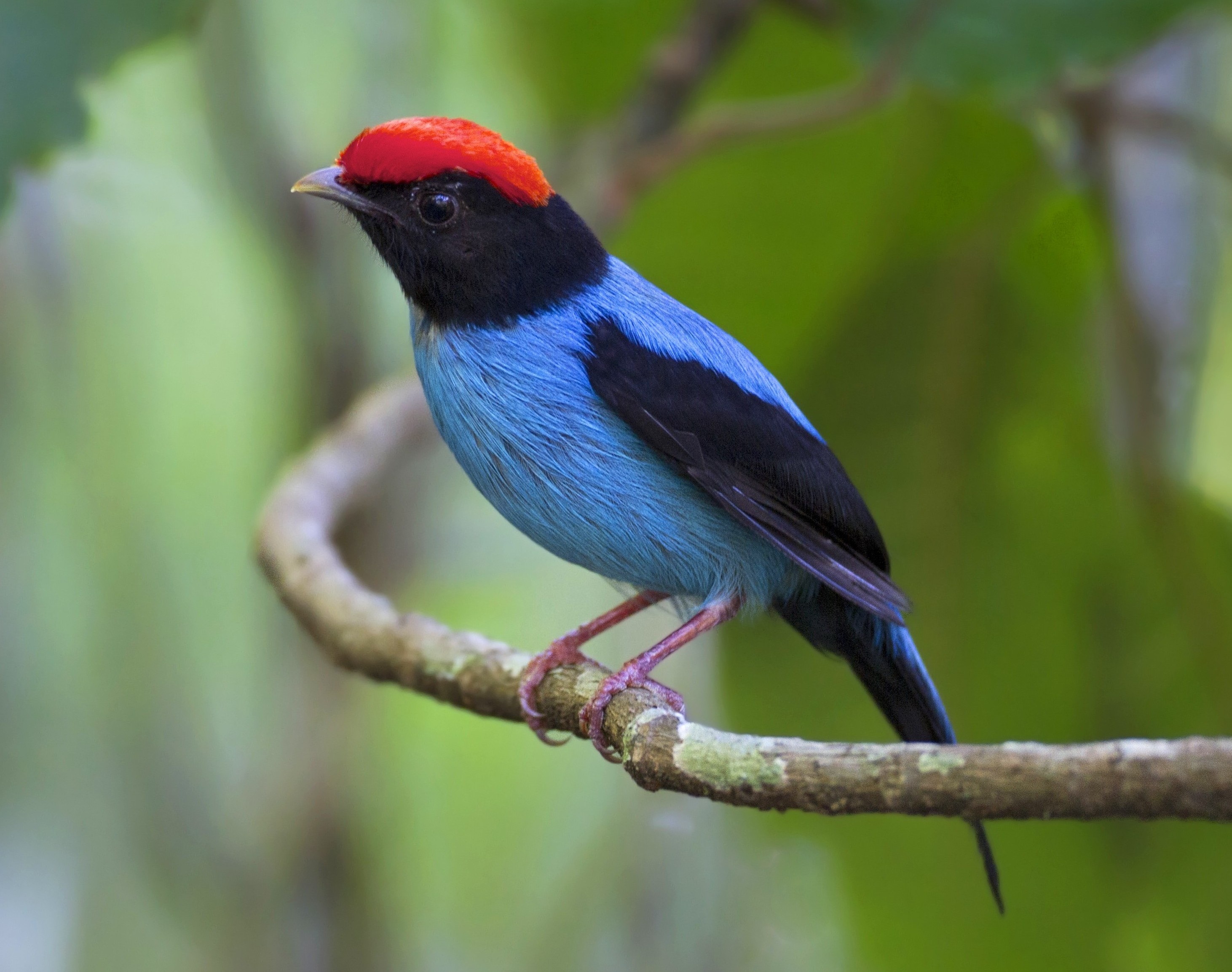How fruit helped birds become more colorful and charismatic