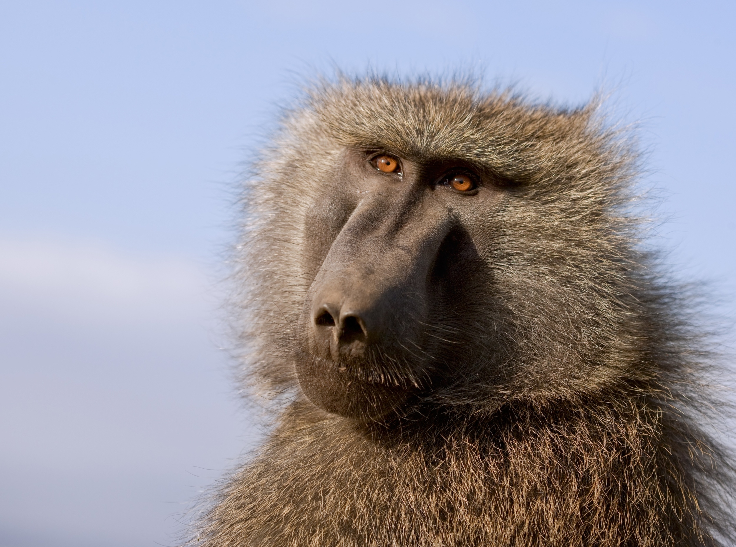 Monkeys solve geometry puzzles using human-like intuition