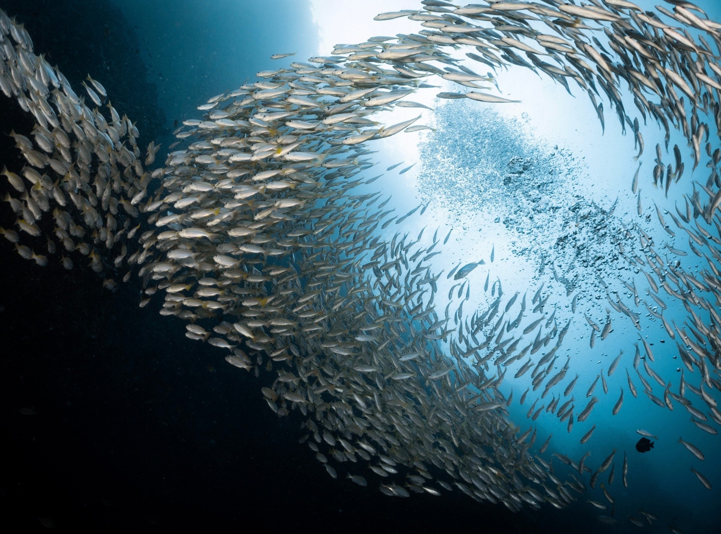 Microplastic pollution hits fish hardest during spawning season