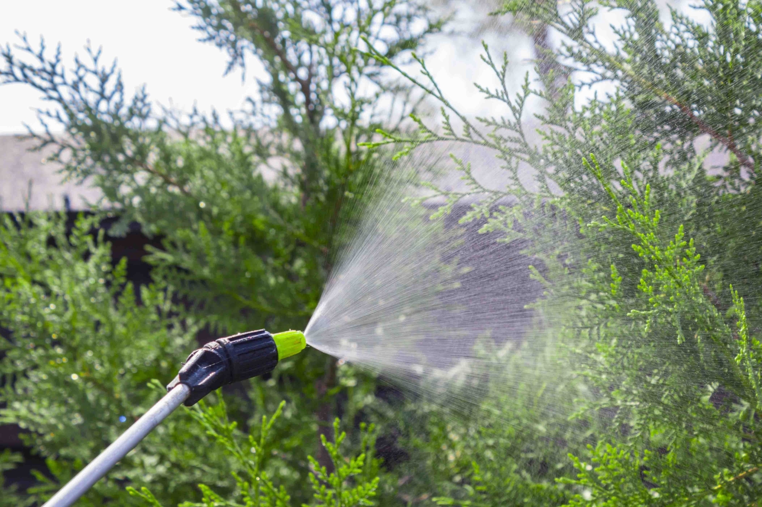 Backyard mosquito spraying is creating tougher mosquitoes