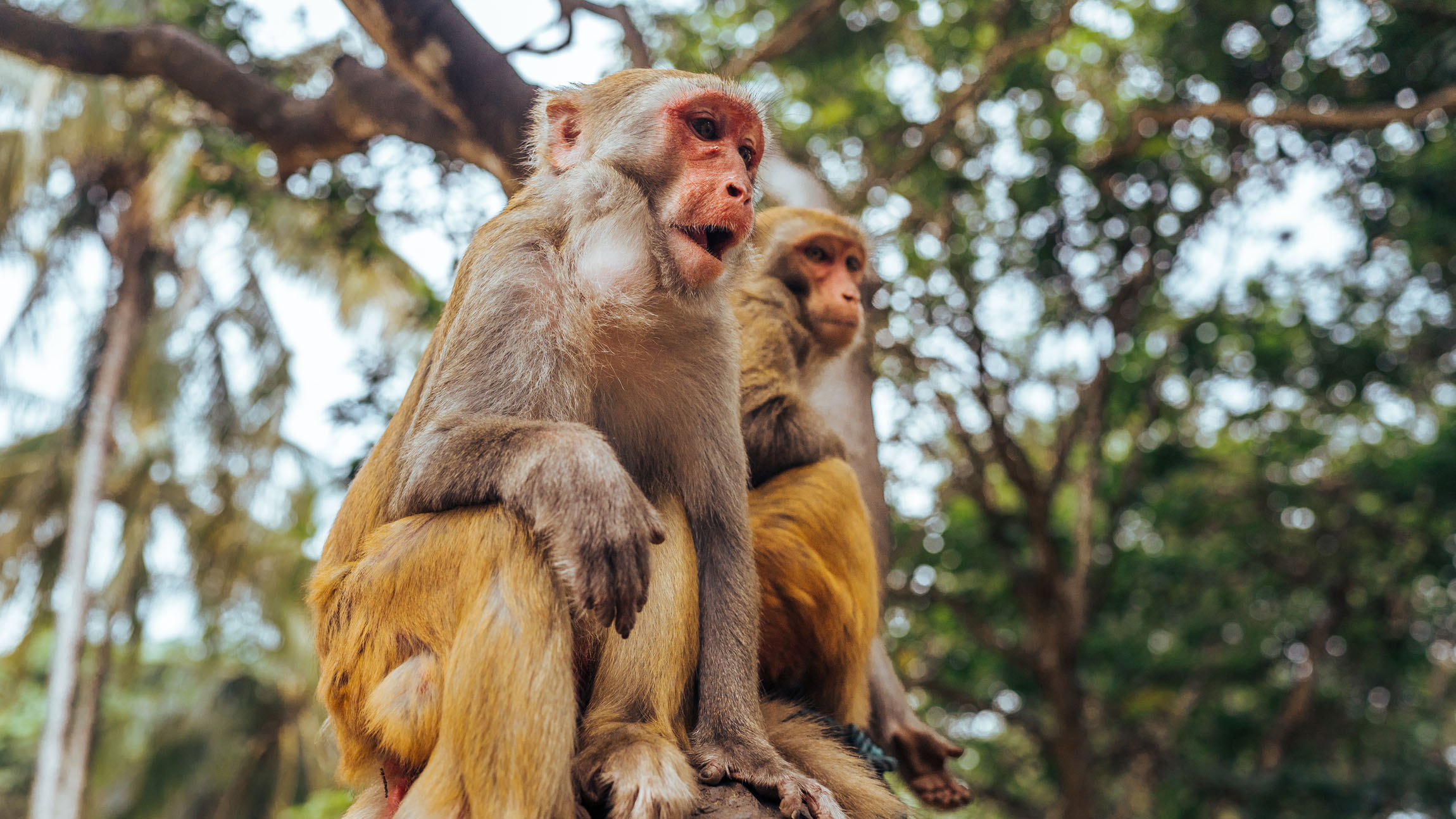 Monkeys and humans share a strange reaction to eerily realistic bodies