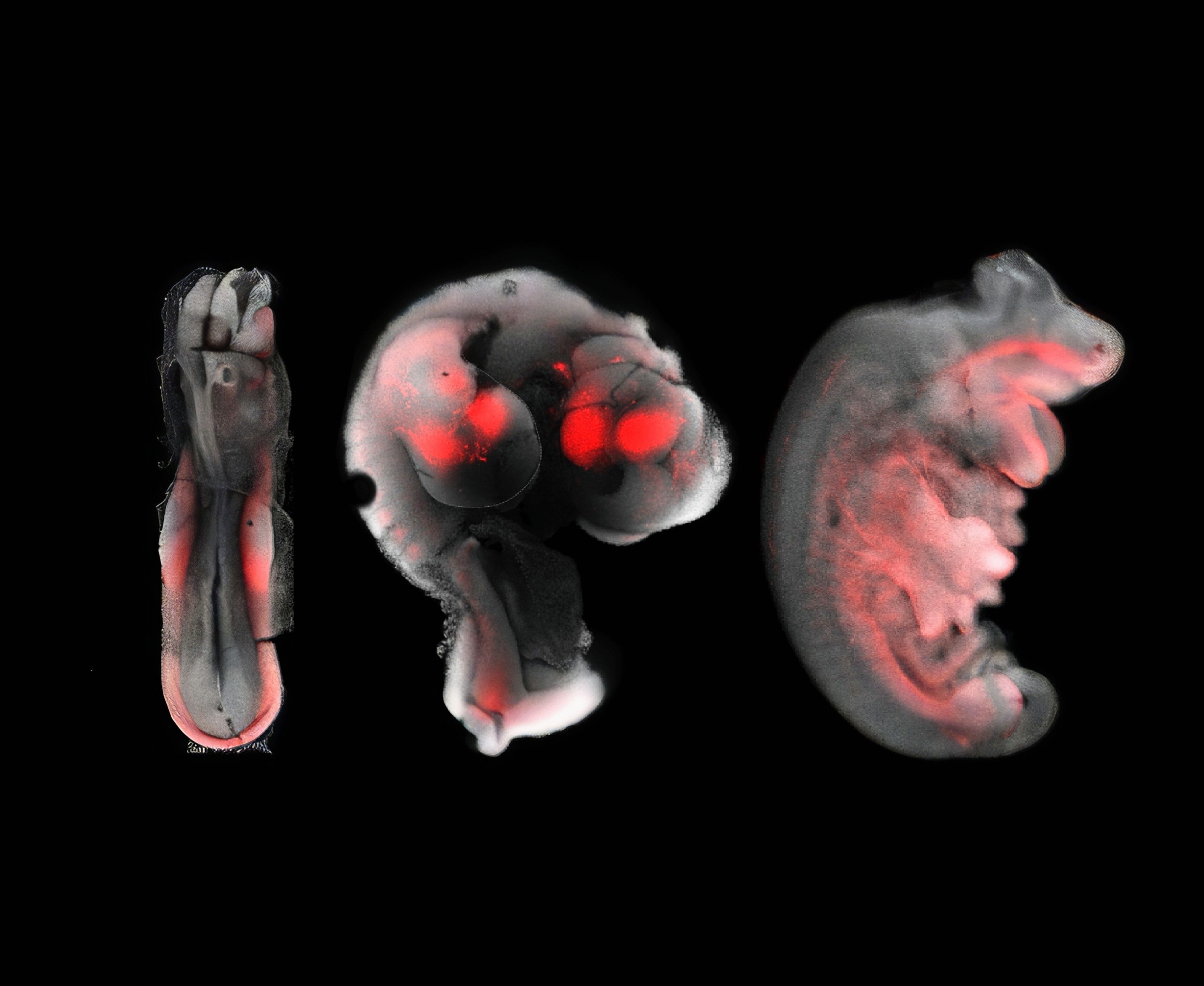 Marsupials grow arms before almost anything else