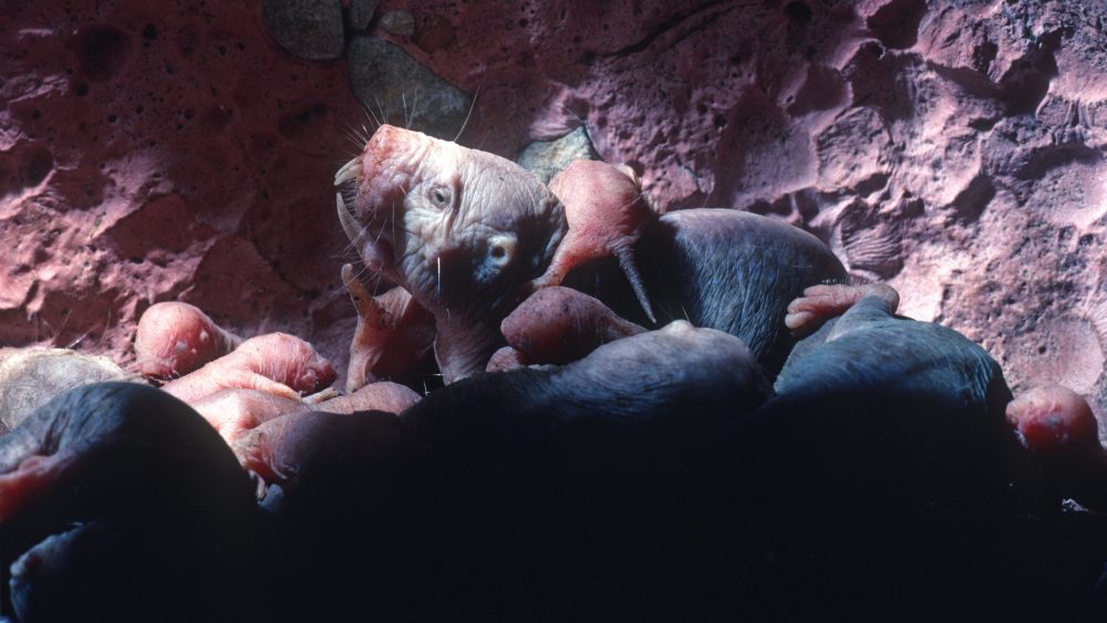 Naked mole-rat queen uses a chemical scent to stop other females from breeding