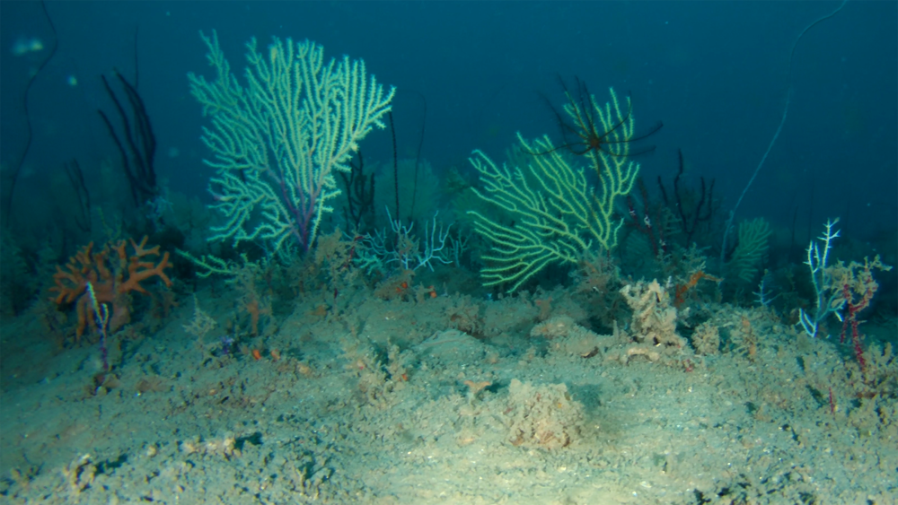 Long-lost coral reef found thriving off West Africa
