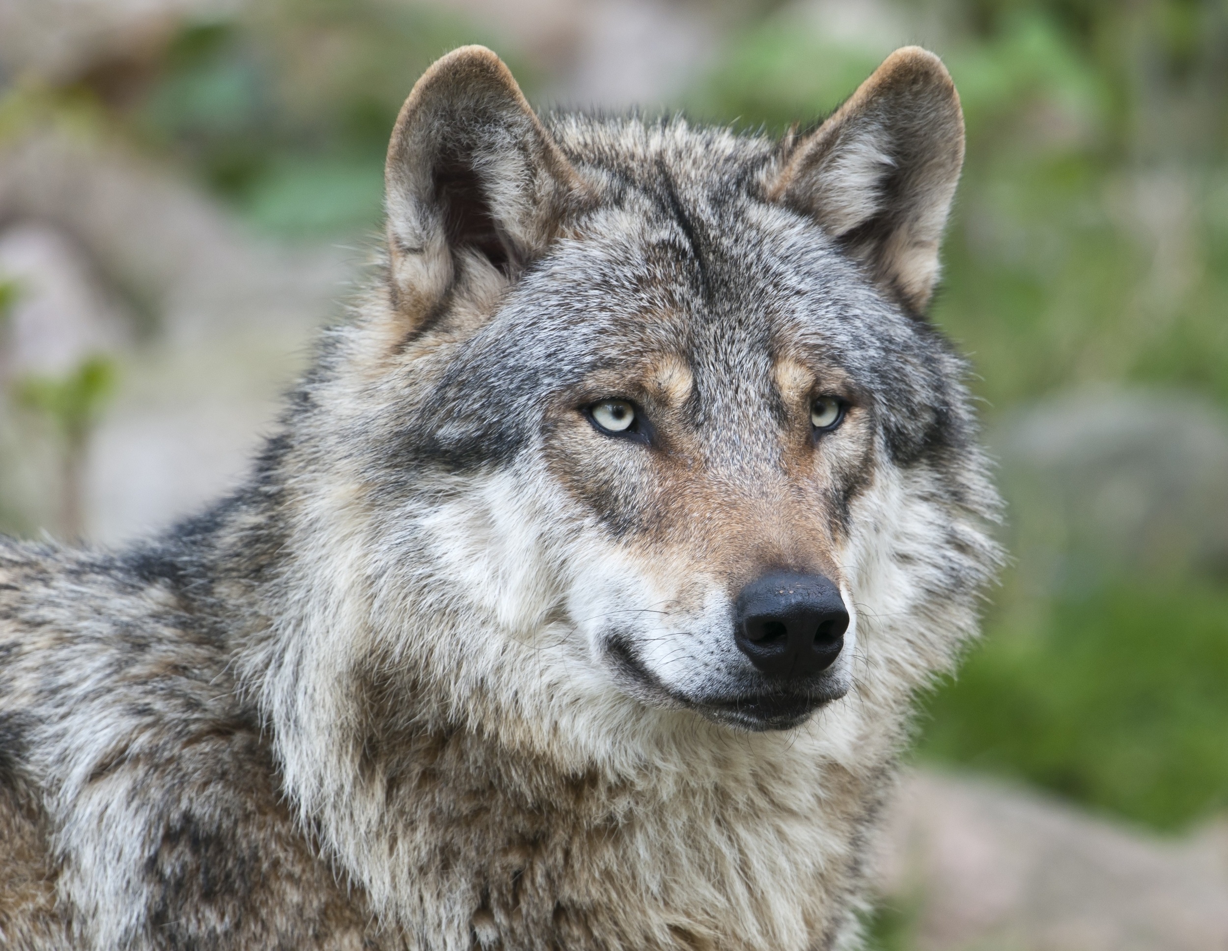 Wildlife laws fail to protect animals as individuals