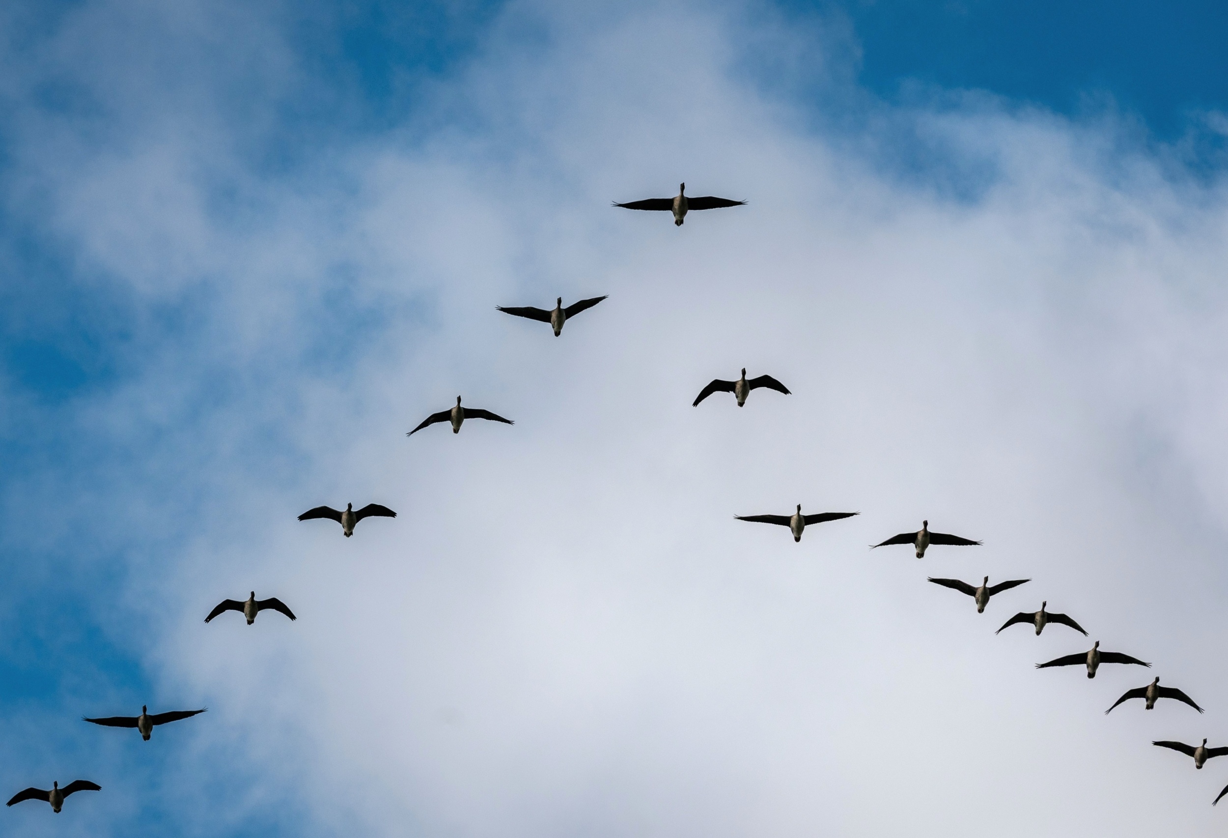 How birds save energy by flying in a V formation