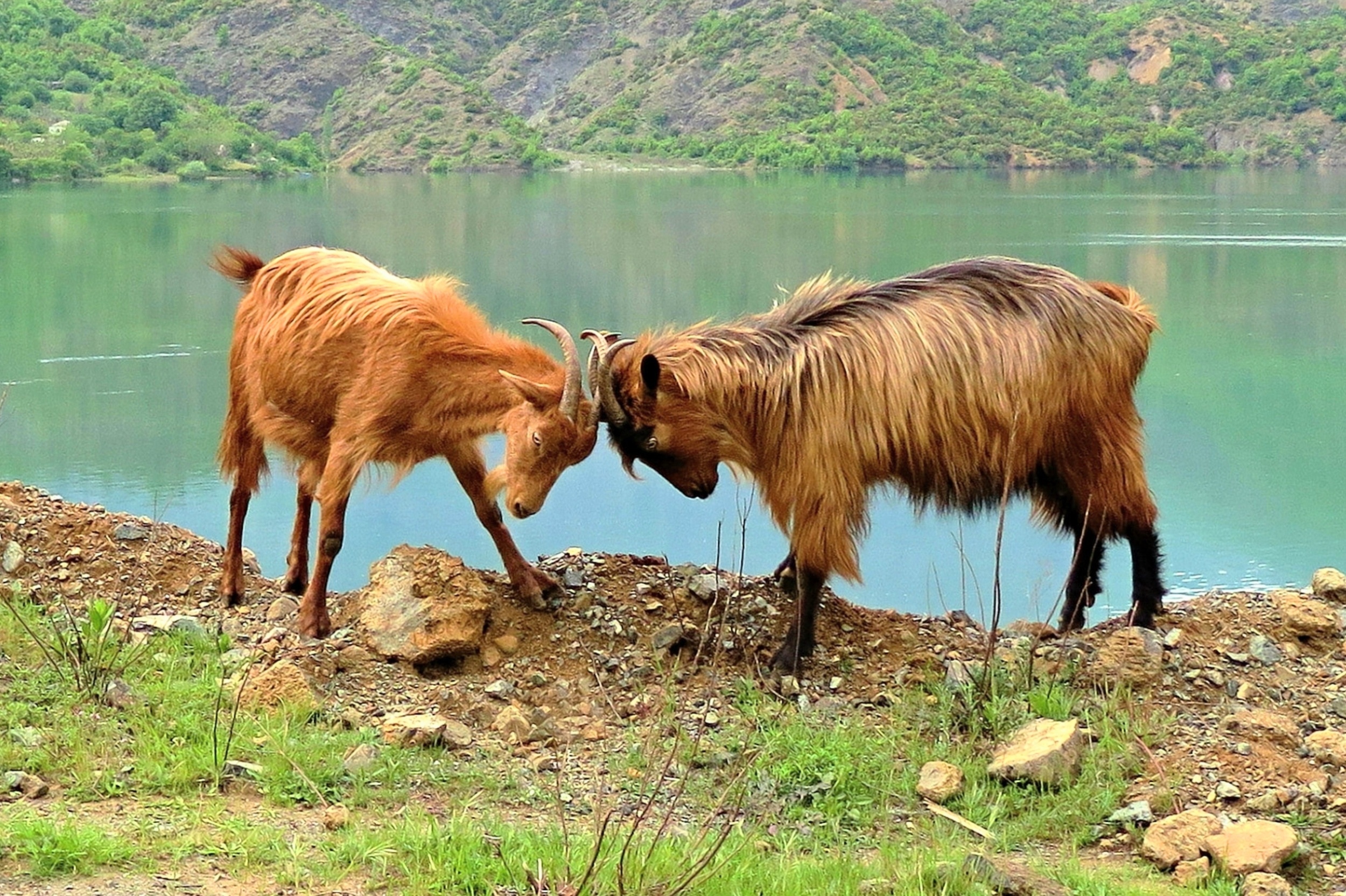 Headbutting goats may reveal how brain injuries begin