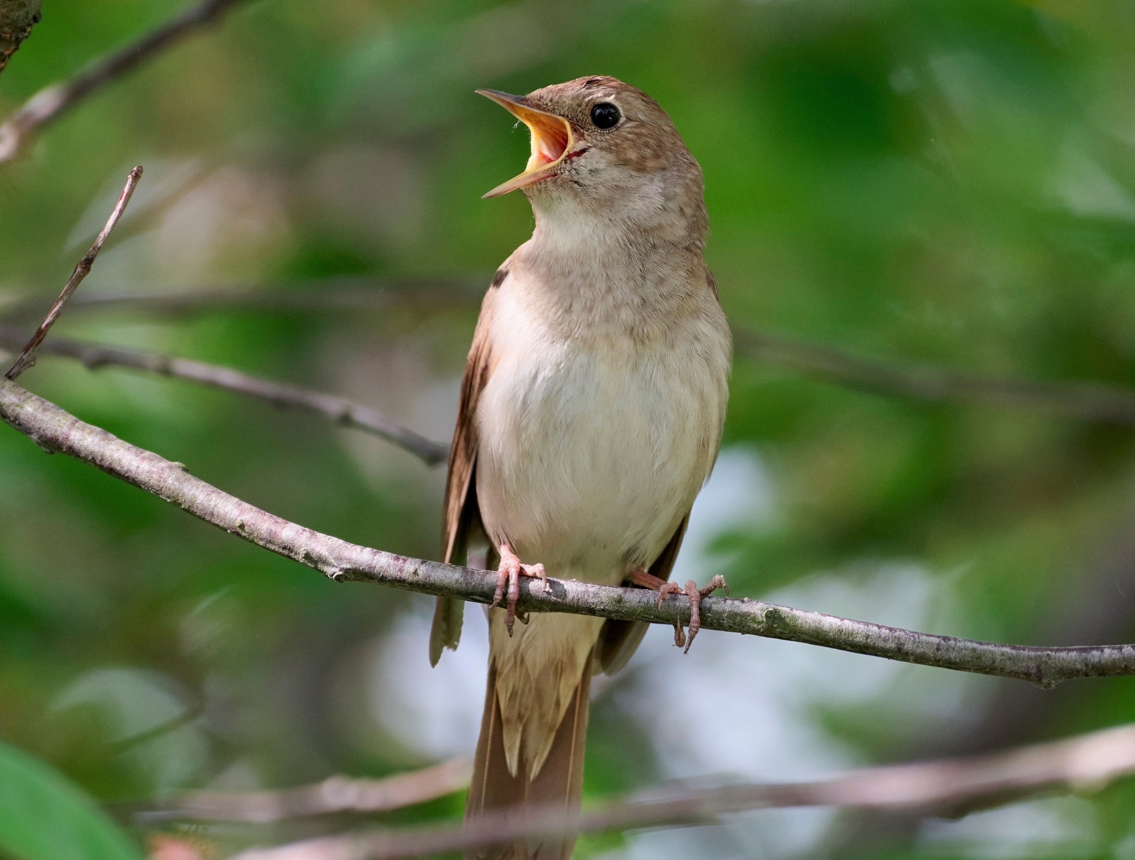 Birdsong can ease stress in just 10 minutes