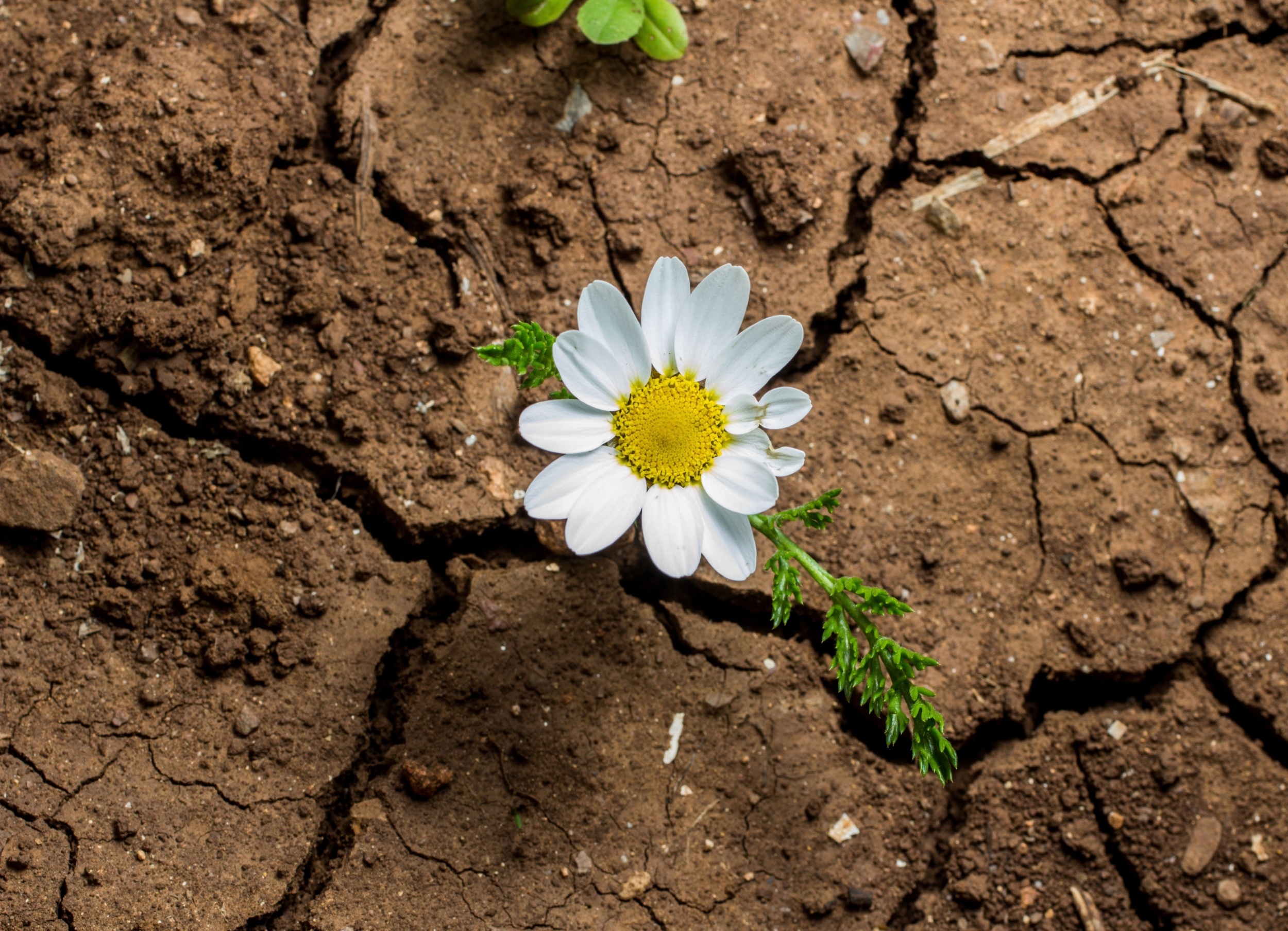 Plants change their flowering schedules when drought hits