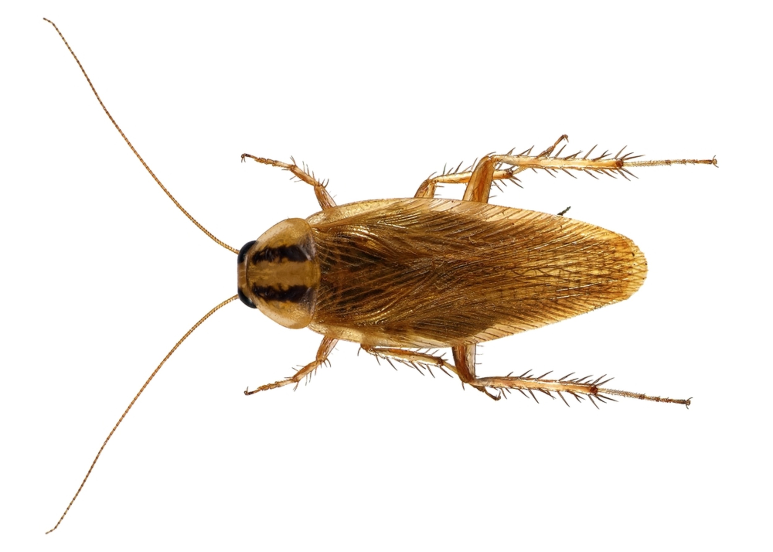 Cockroaches sailed the world on ancient ships