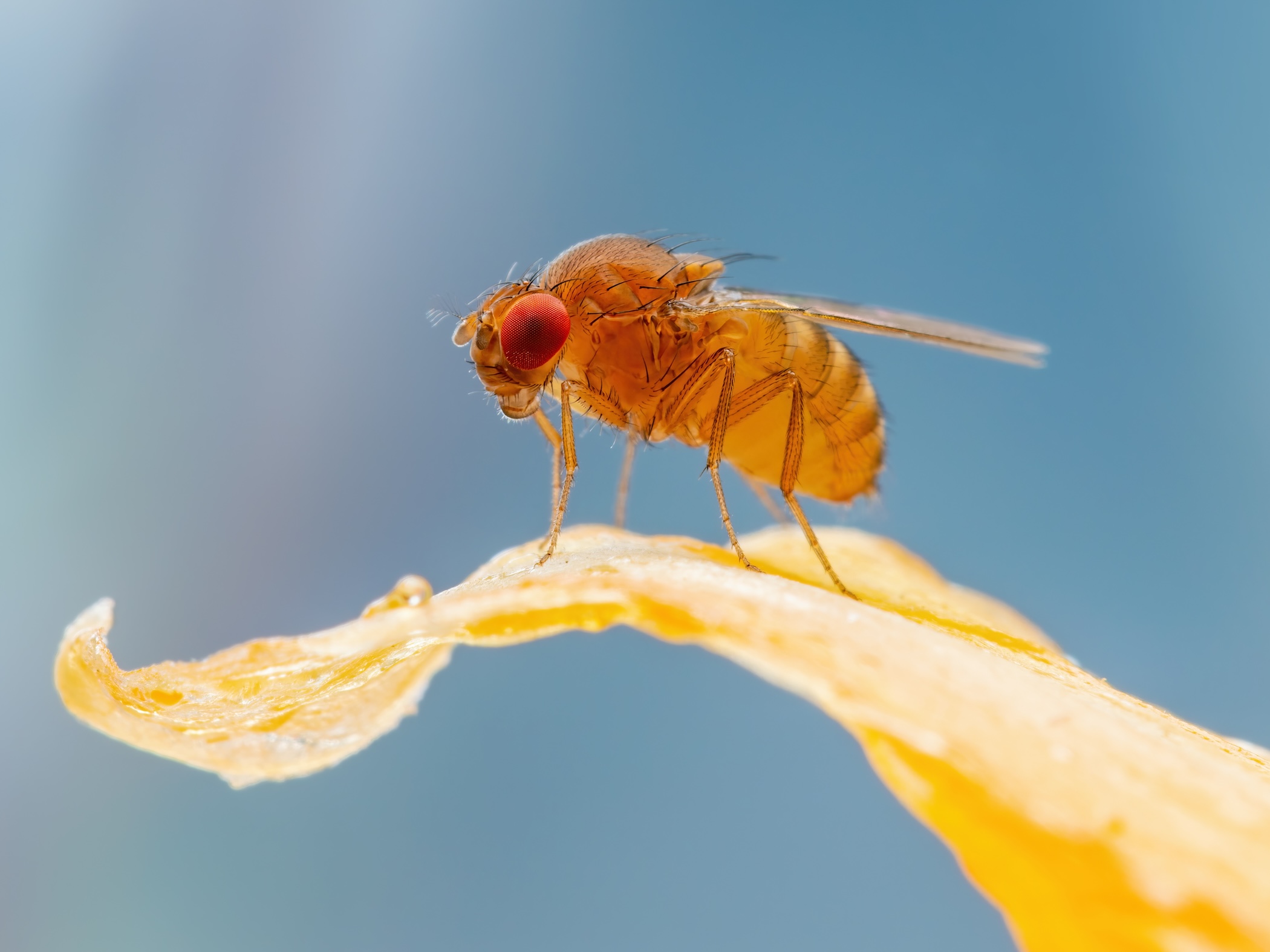 Fruit flies rely on memory to find food